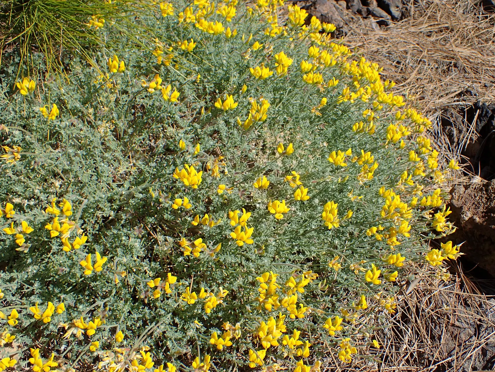 Canary Island Lotus (Lotus Maculatus) — this perennial is native to the Canary Islands, image 35
