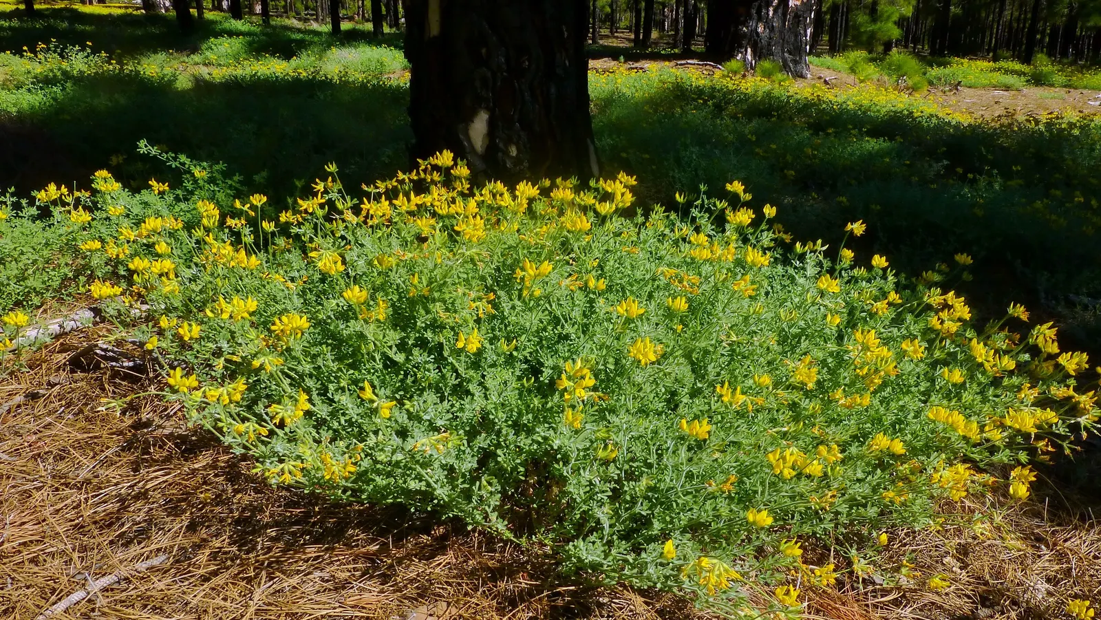 Canary Island Lotus (Lotus Maculatus) — this perennial is native to the Canary Islands