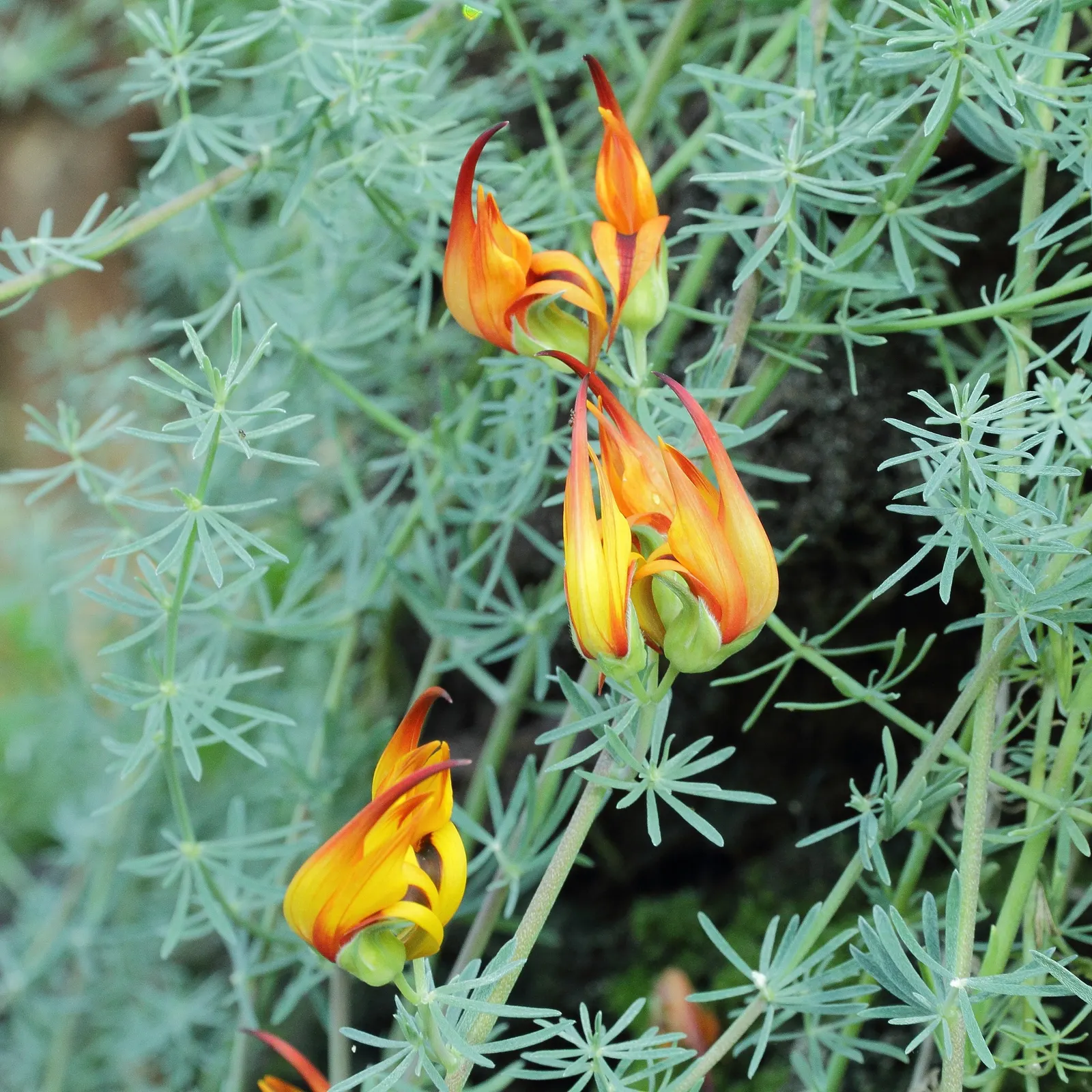 Canary Island Lotus (Lotus Maculatus) — making it an excellent choice for xeriscaping or areas with water restrictions; commonly known as Canary Island Lotus