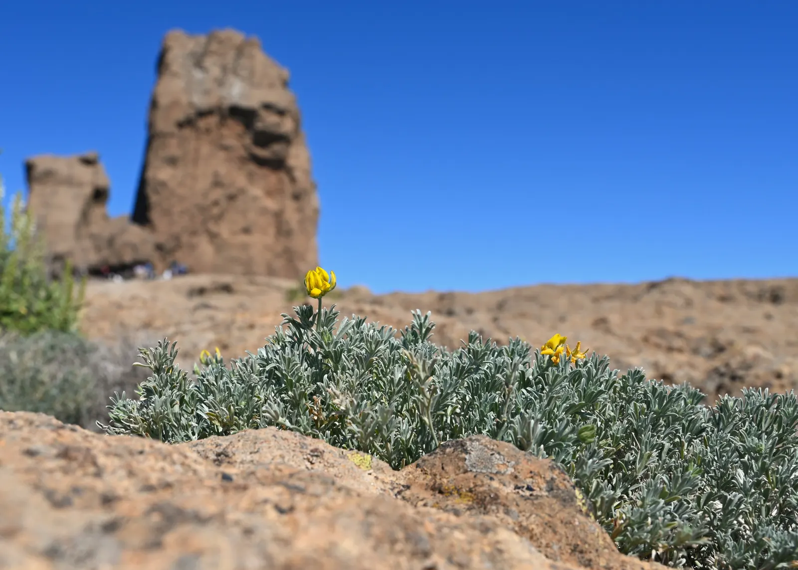 Canary Island Lotus (Lotus Maculatus) — Thriving in USDA Hardiness Zones 9-11; it thrives in USDA zones 9-11