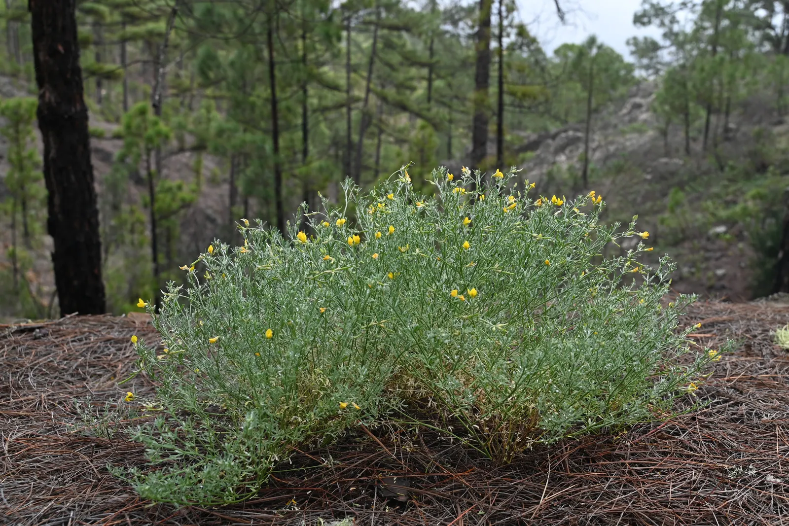 Canary Island Lotus (Lotus Maculatus) — is a striking perennial with trailing stems up to 2 feet long; thriving in USDA Hardiness Zones 9-11, image 48