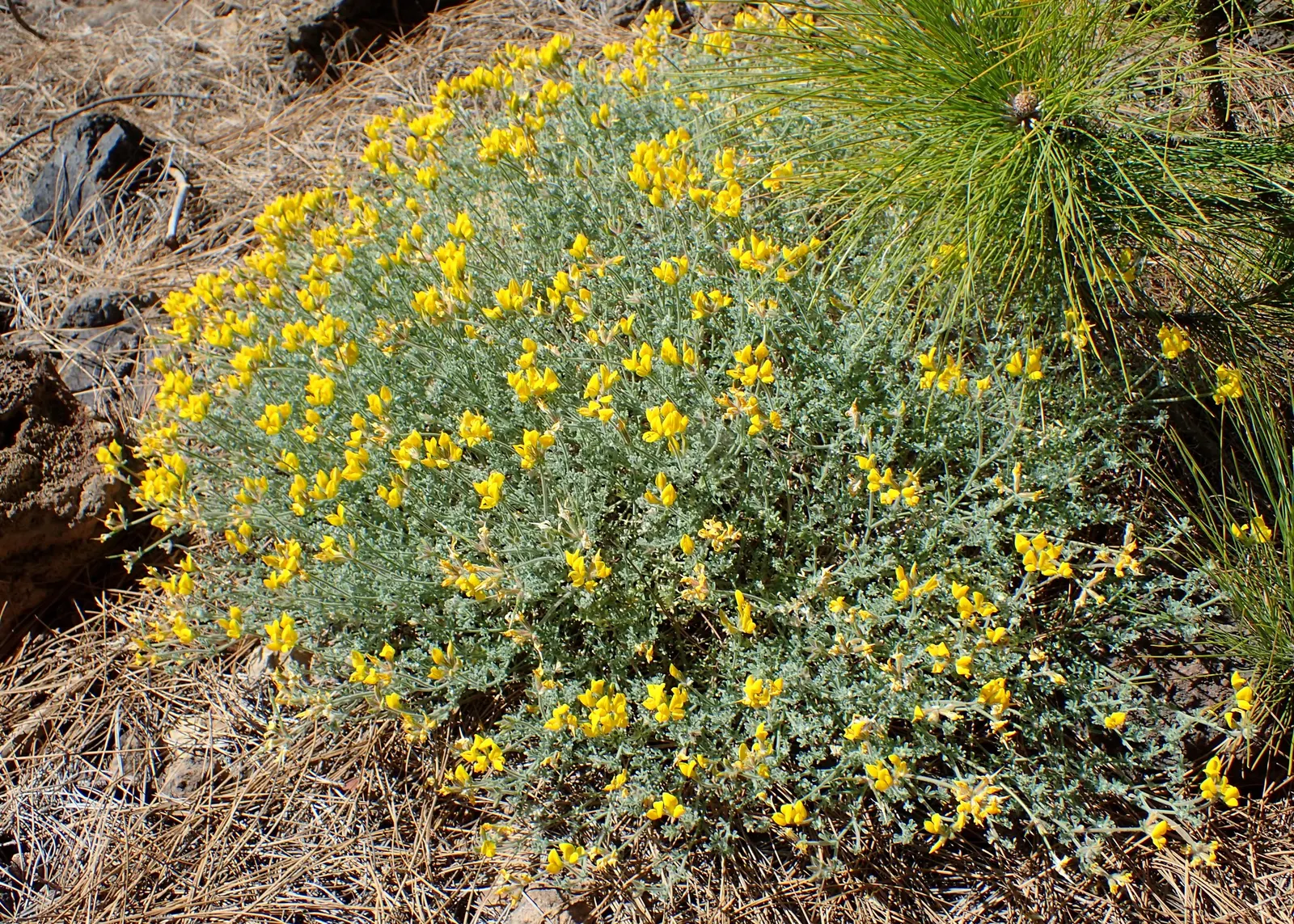 Canary Island Lotus (Lotus Maculatus) — or coastal garden settings; ground cover / perennial with orange blooms