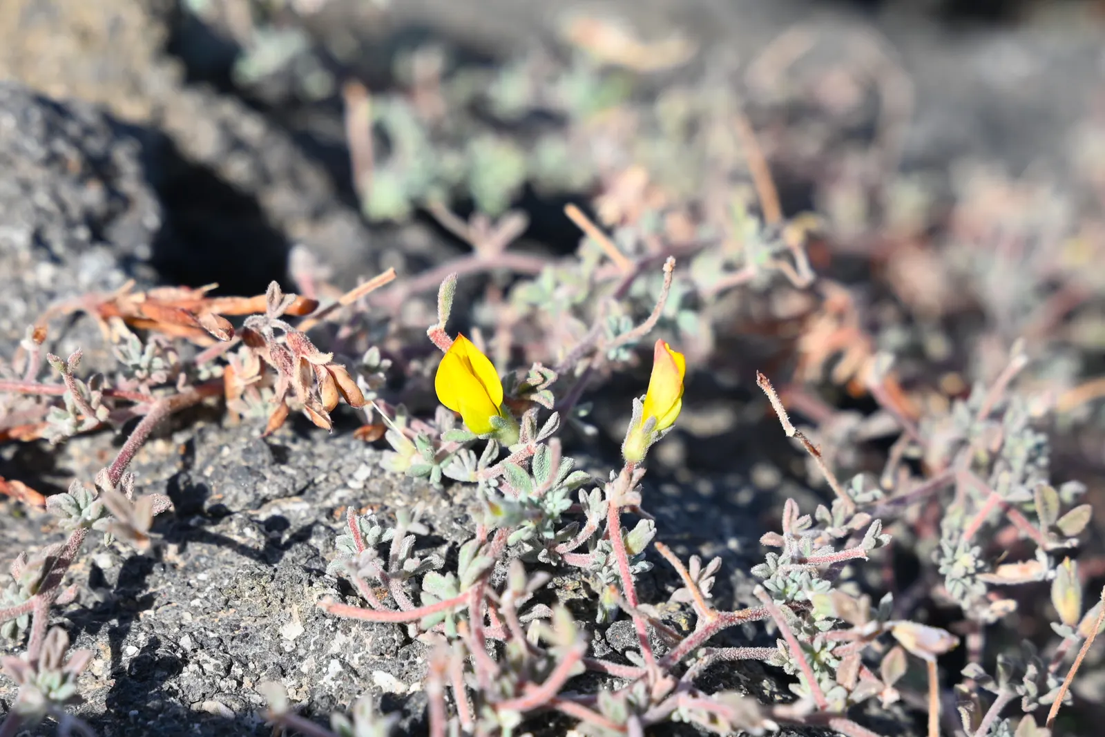 Canary Island Lotus (Lotus Maculatus) — orange flowers in the garden