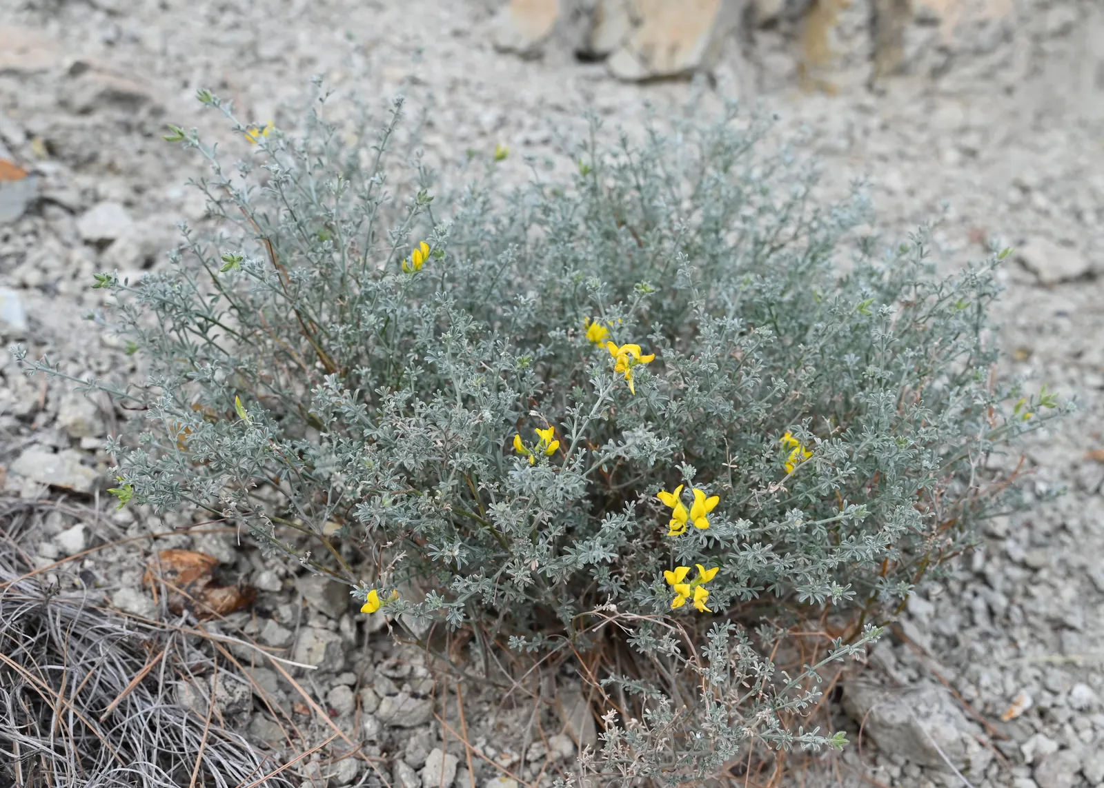 Canary Island Lotus (Lotus Maculatus) — it blooms profusely from late spring to summer; drought-tolerant once established