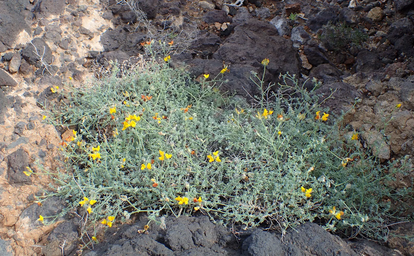Canary Island Lotus (Lotus Maculatus) — adding a vivid splash of color to Mediterranean and coastal gardens; the flowers bloom prolifically from late spring