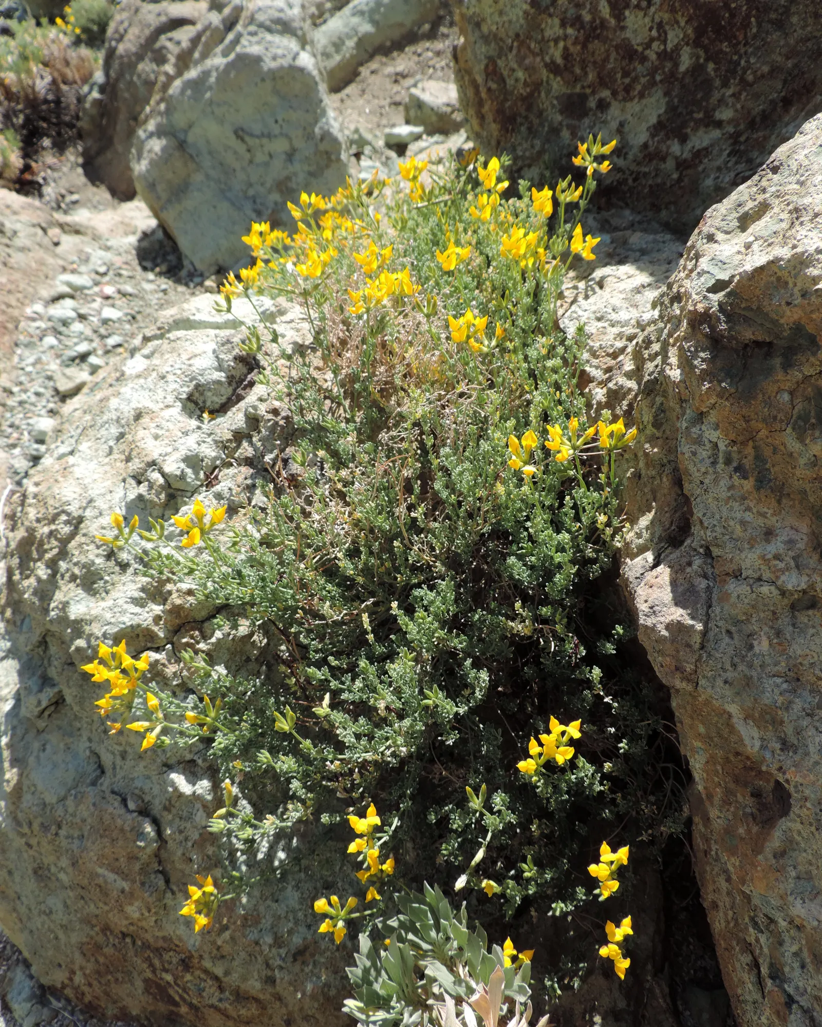 Canary Island Lotus (Lotus Maculatus) — Ideal for hanging baskets and trellises