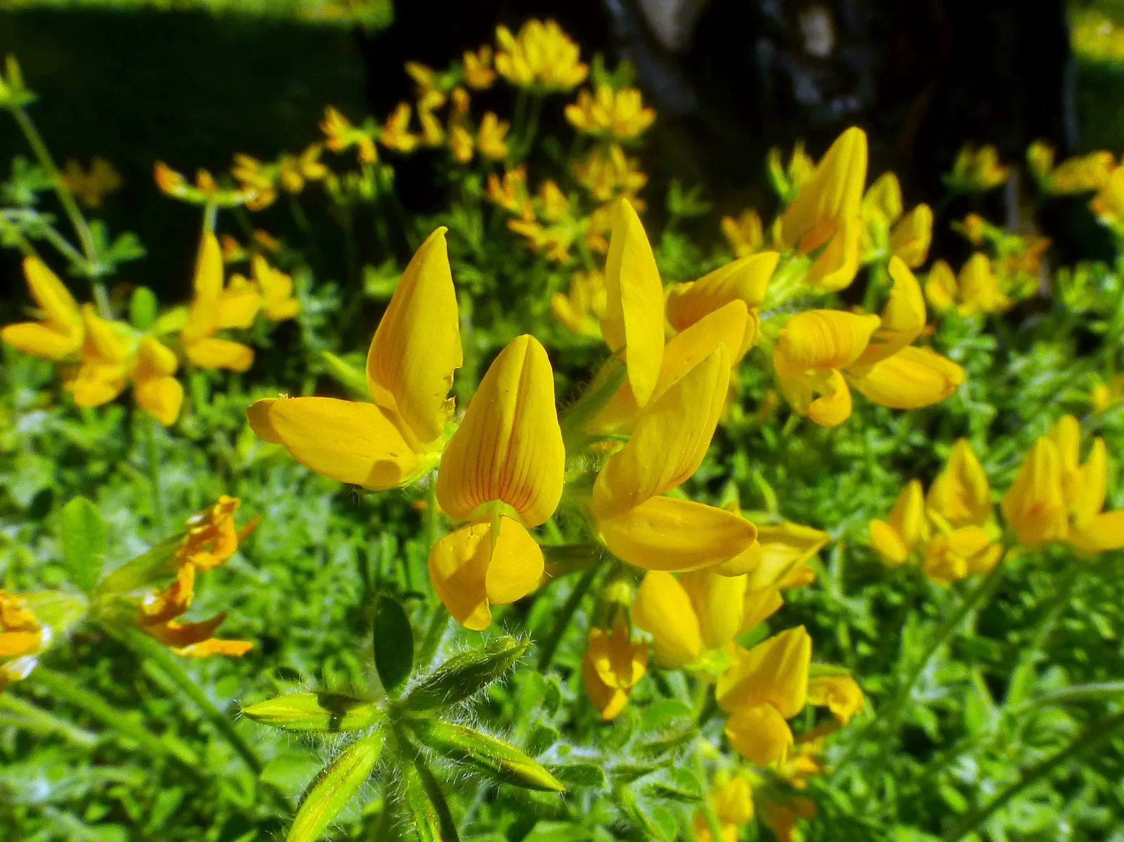 Canary Island Lotus (Lotus Maculatus) — commonly known as Canary Island Lotus