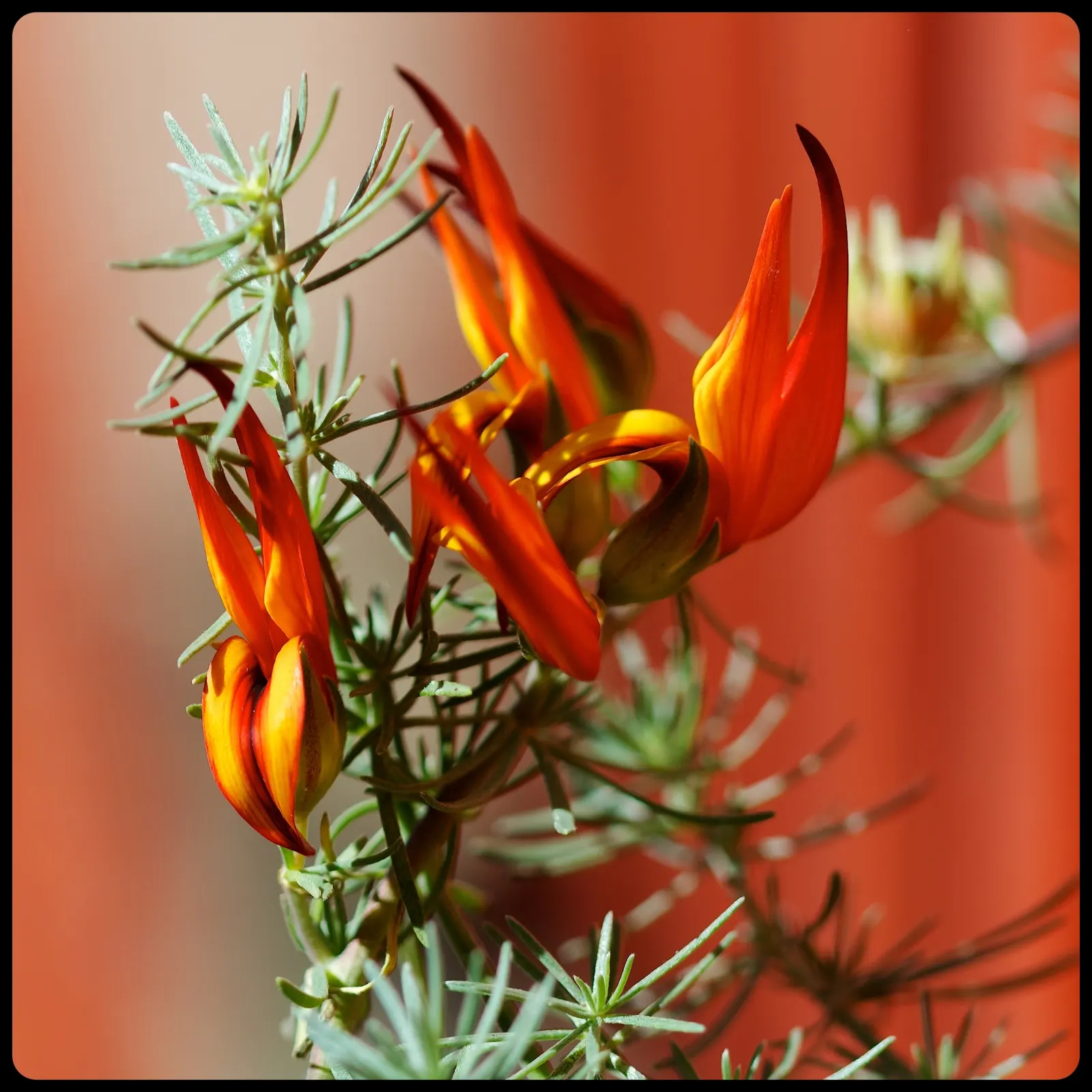 Canary Island Lotus (Lotus Maculatus) — The flowers bloom prolifically from late spring through summer; it displays vibrant yellow-orange, parrot-beak flowers
