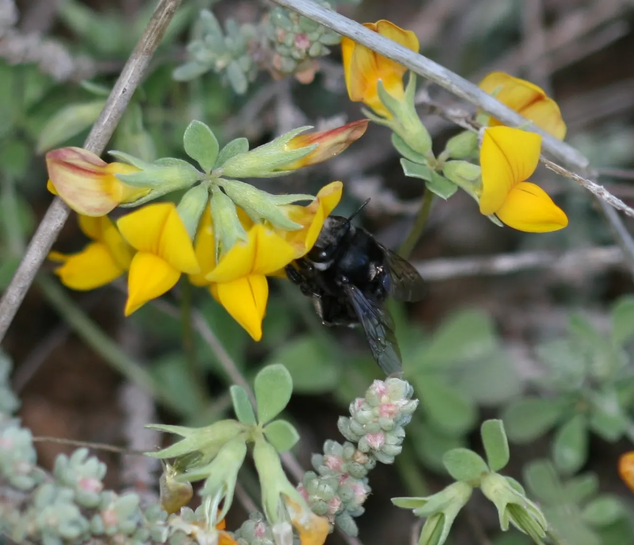 Canary Island Lotus (Lotus Maculatus) — stress the low maintenance aspect of Lotus maculatus and its ability to bring a burst of color to rockeries