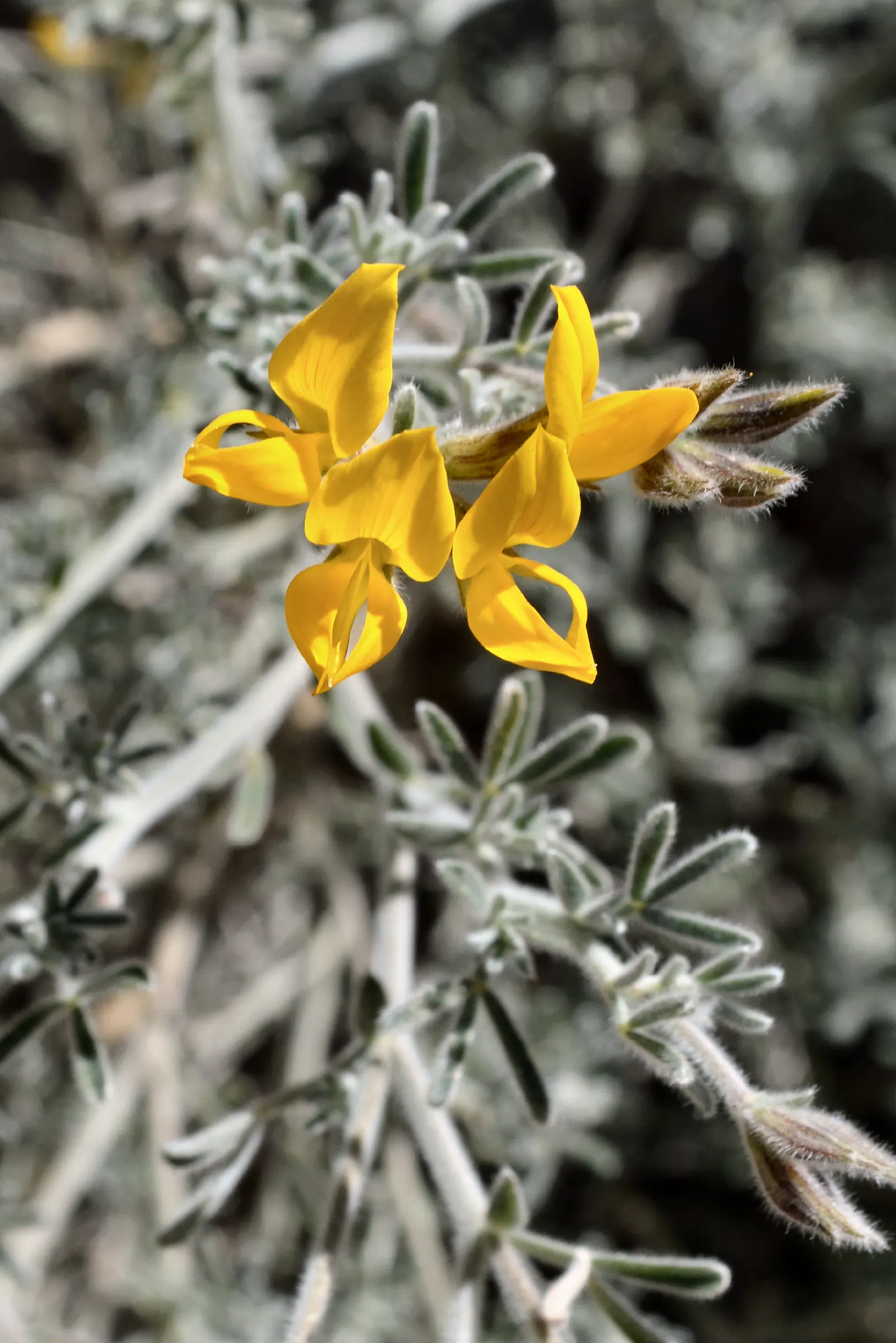 Canary Island Lotus (Lotus Maculatus) — making it an excellent choice for xeriscaping or areas with water restrictions