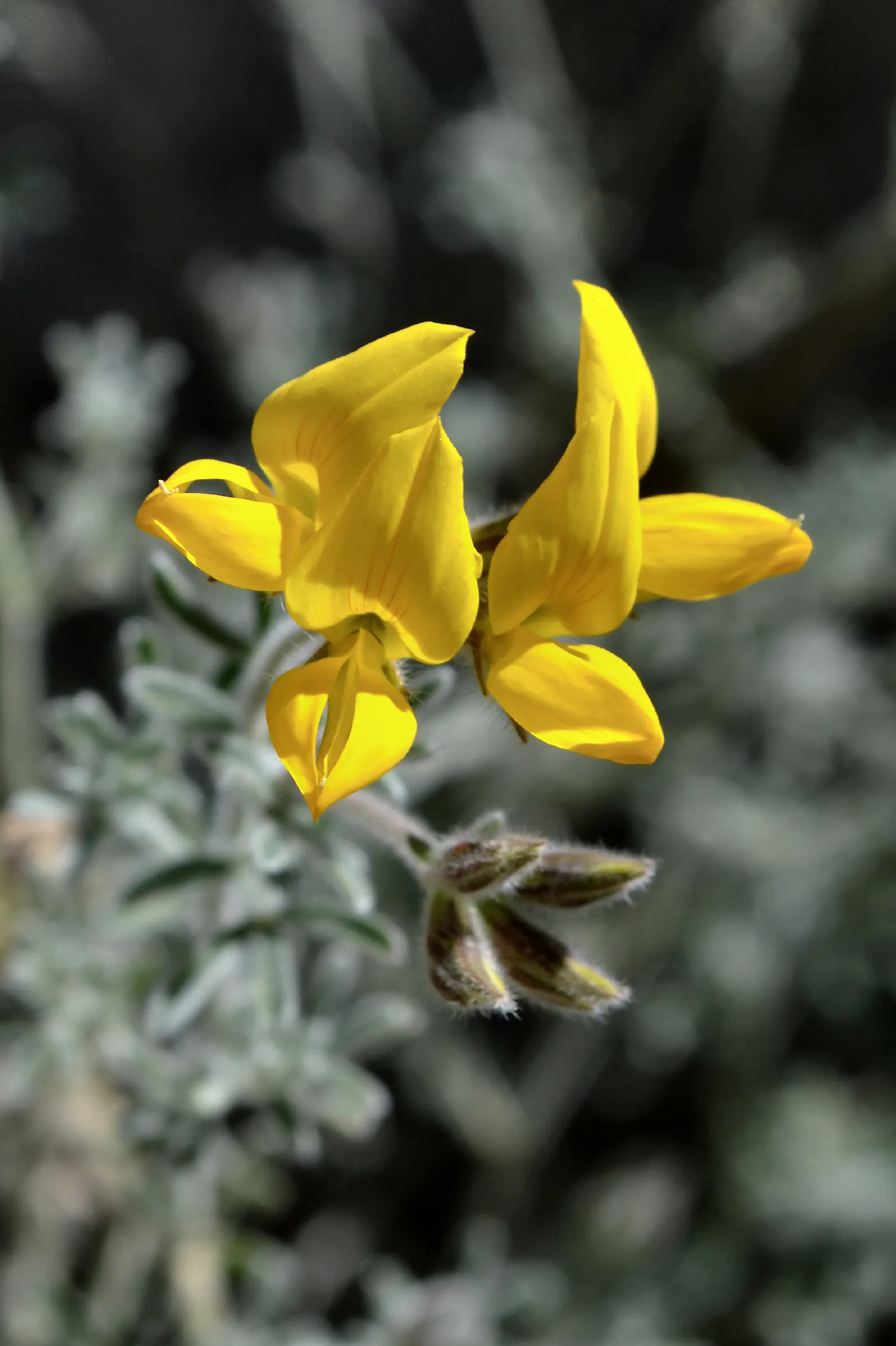Canary Island Lotus (Lotus Maculatus) — it blooms profusely from late spring to summer
