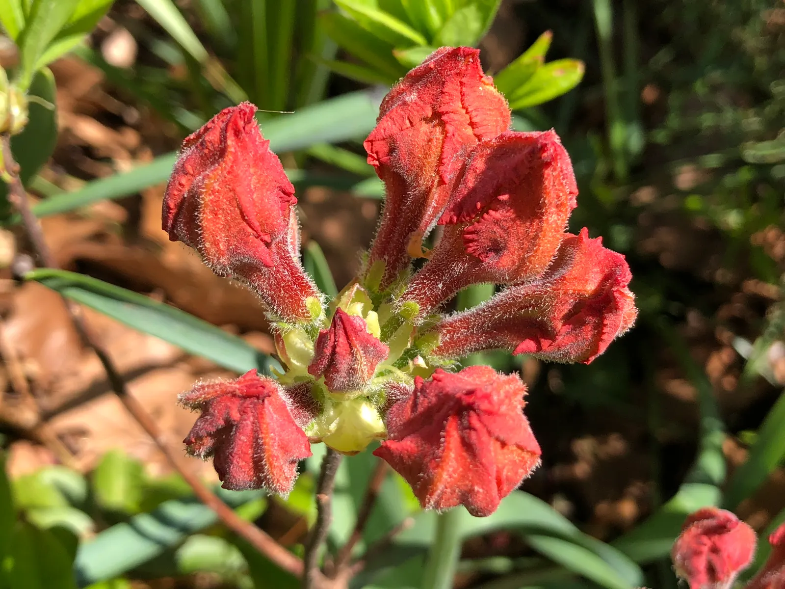 Azalea Gibralter (Azalea 'Gibralter') — and protection from harsh winter winds