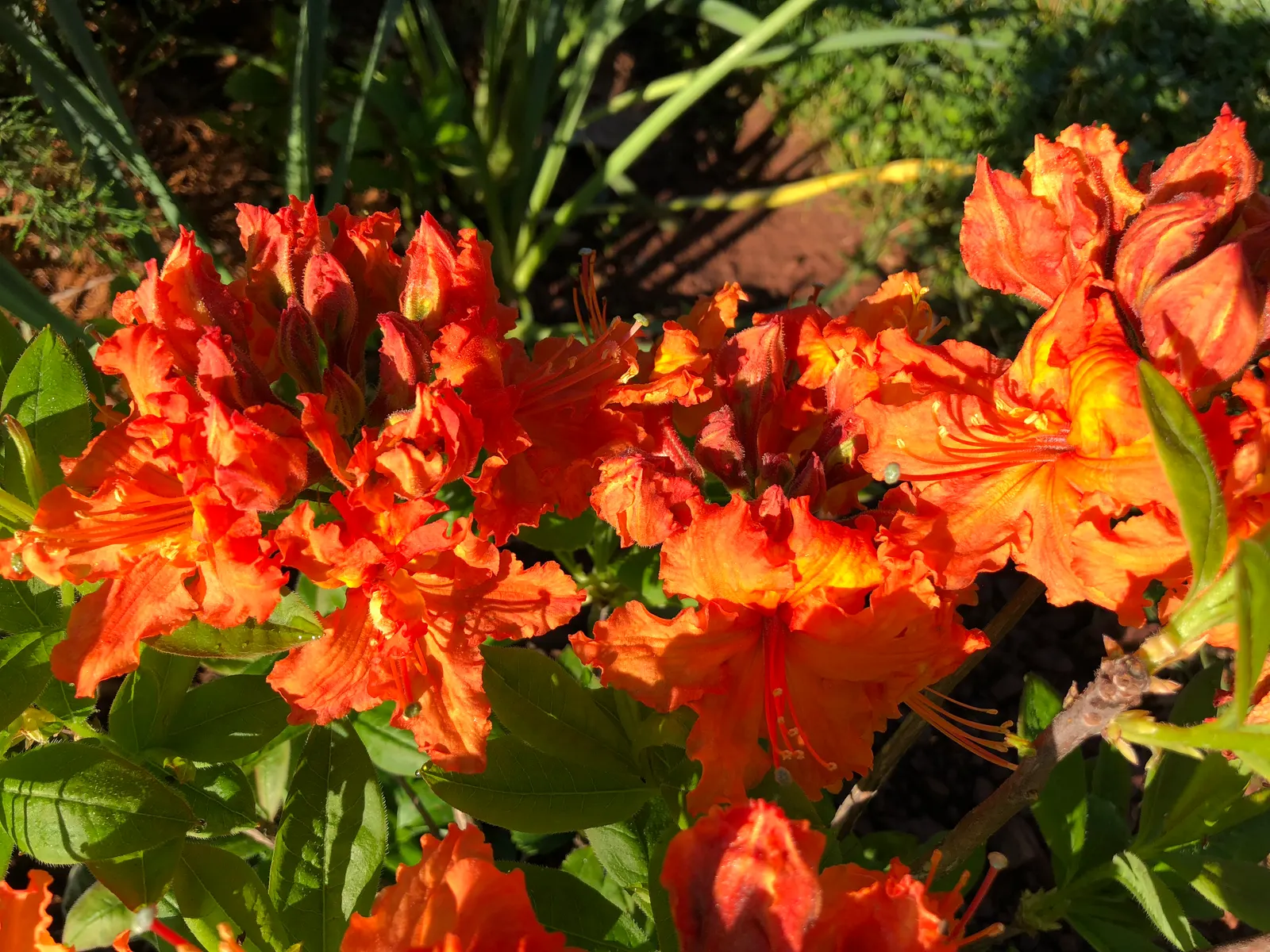 Azalea Gibralter (Azalea 'Gibralter') — blooming profusely in mid-spring