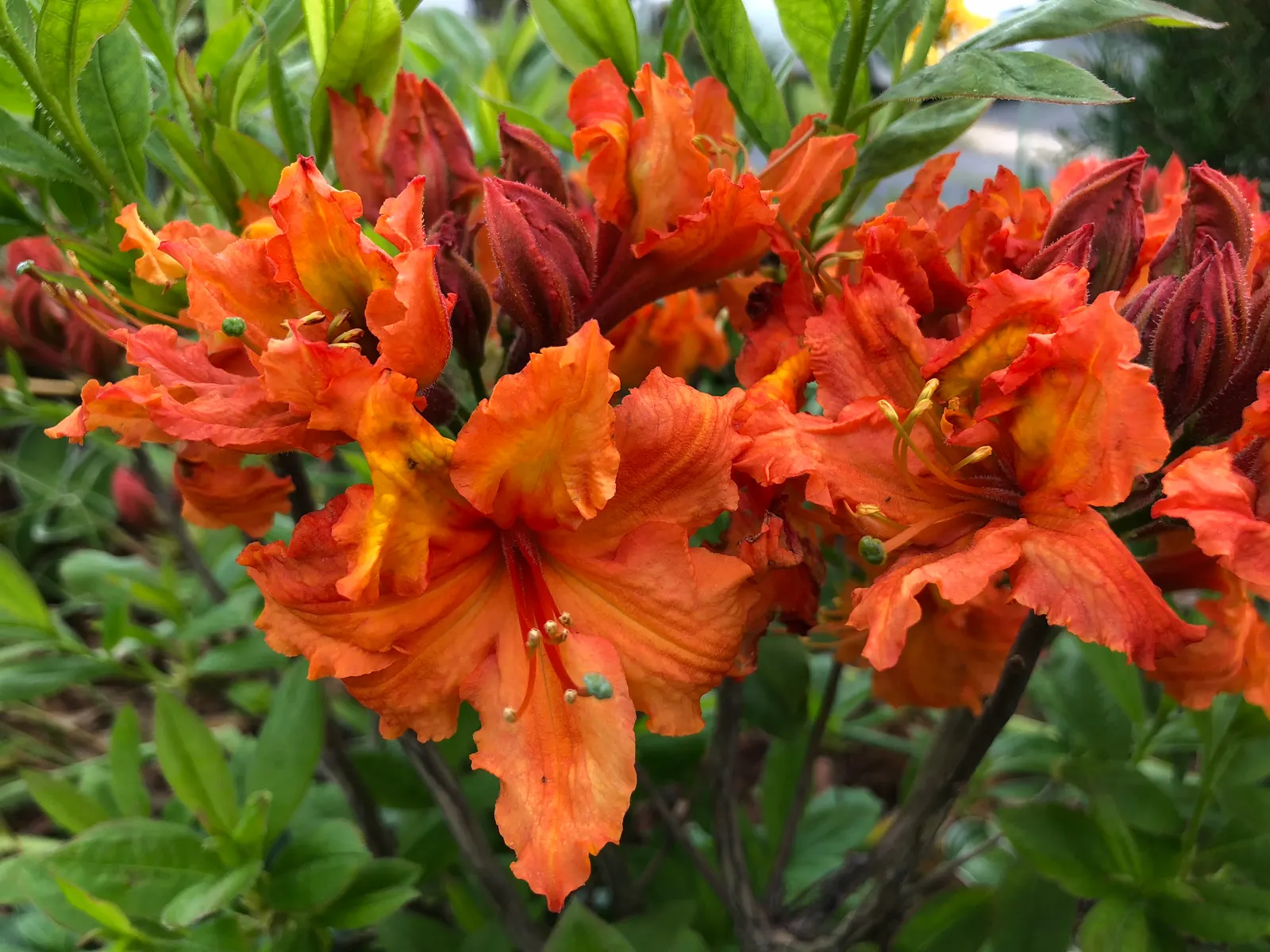 Azalea Gibralter (Azalea 'Gibralter') — orange-red flowers with ruffled edges
