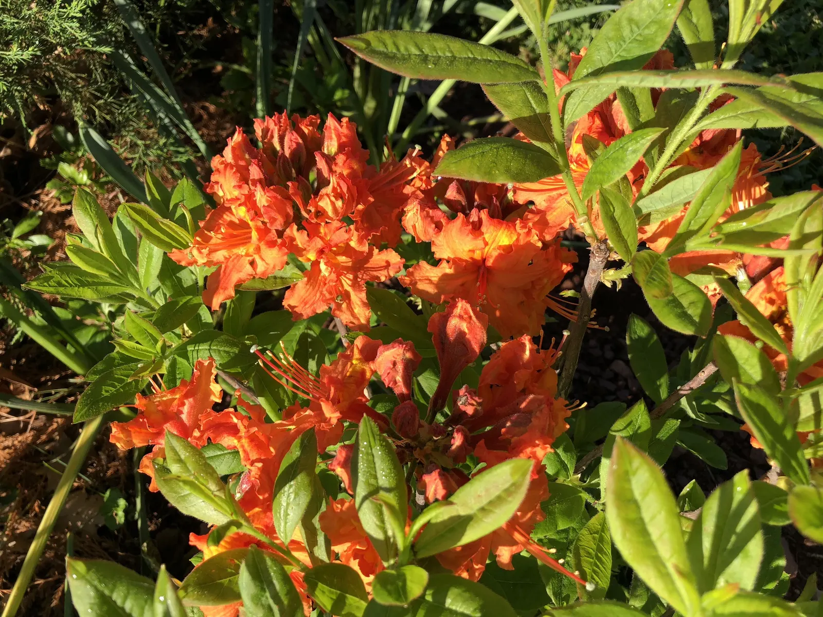 Azalea Gibralter (Azalea 'Gibralter') — an exceptional member of the Rhododendron family