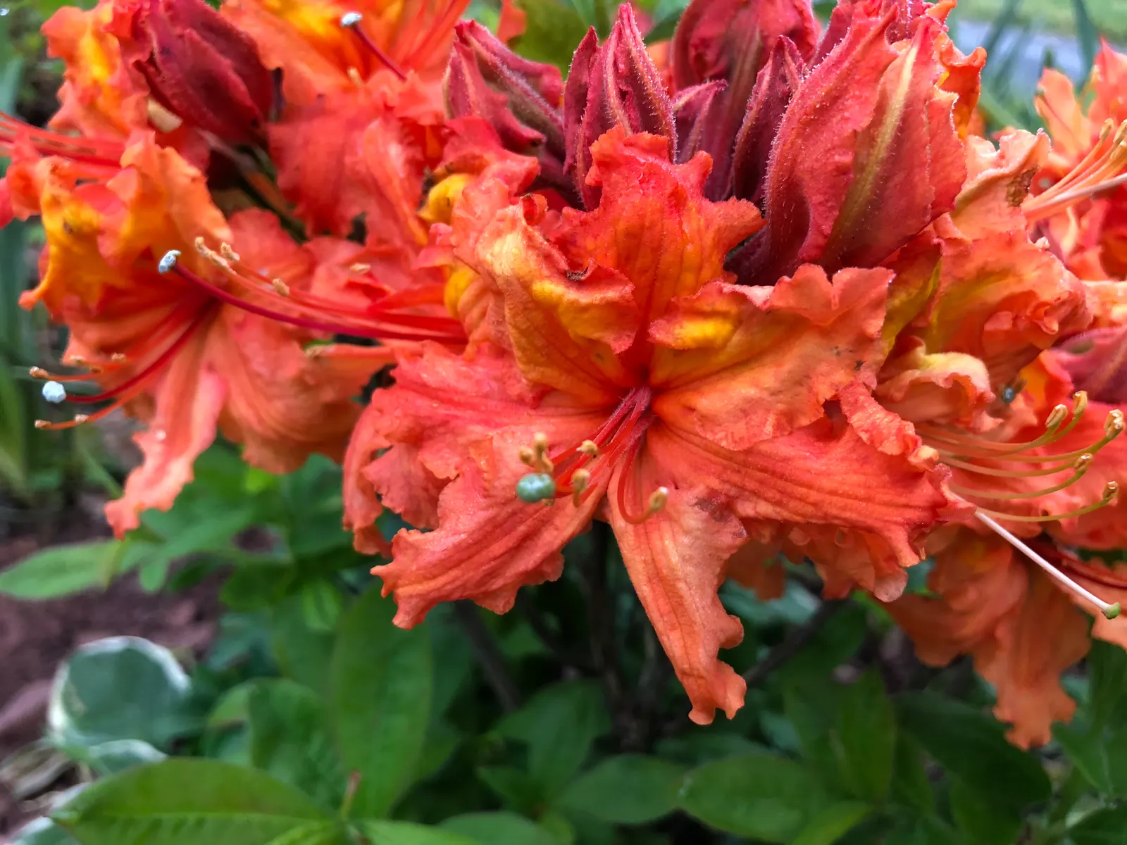 Azalea Gibralter (Azalea 'Gibralter') — Flowering prolifically in mid-spring