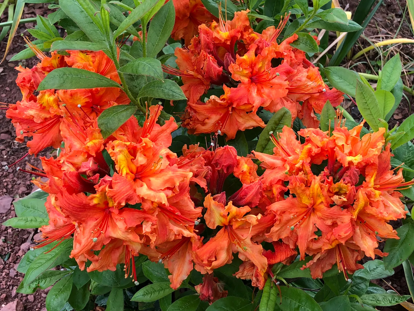 Azalea Gibralter (Azalea 'Gibralter') — It typically reaches 4-6 ft in height and 5-7 ft in width