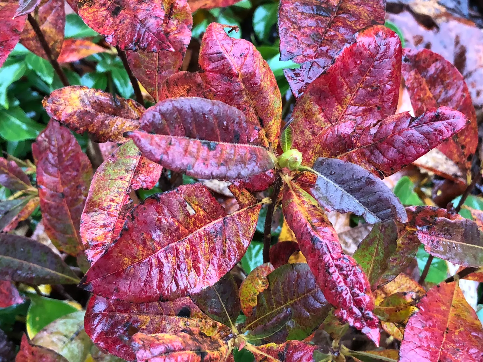 Azalea Gibralter (Azalea 'Gibralter') — preferring a spot with dappled sunlight - a location with morning light and afternoon shade is ideal