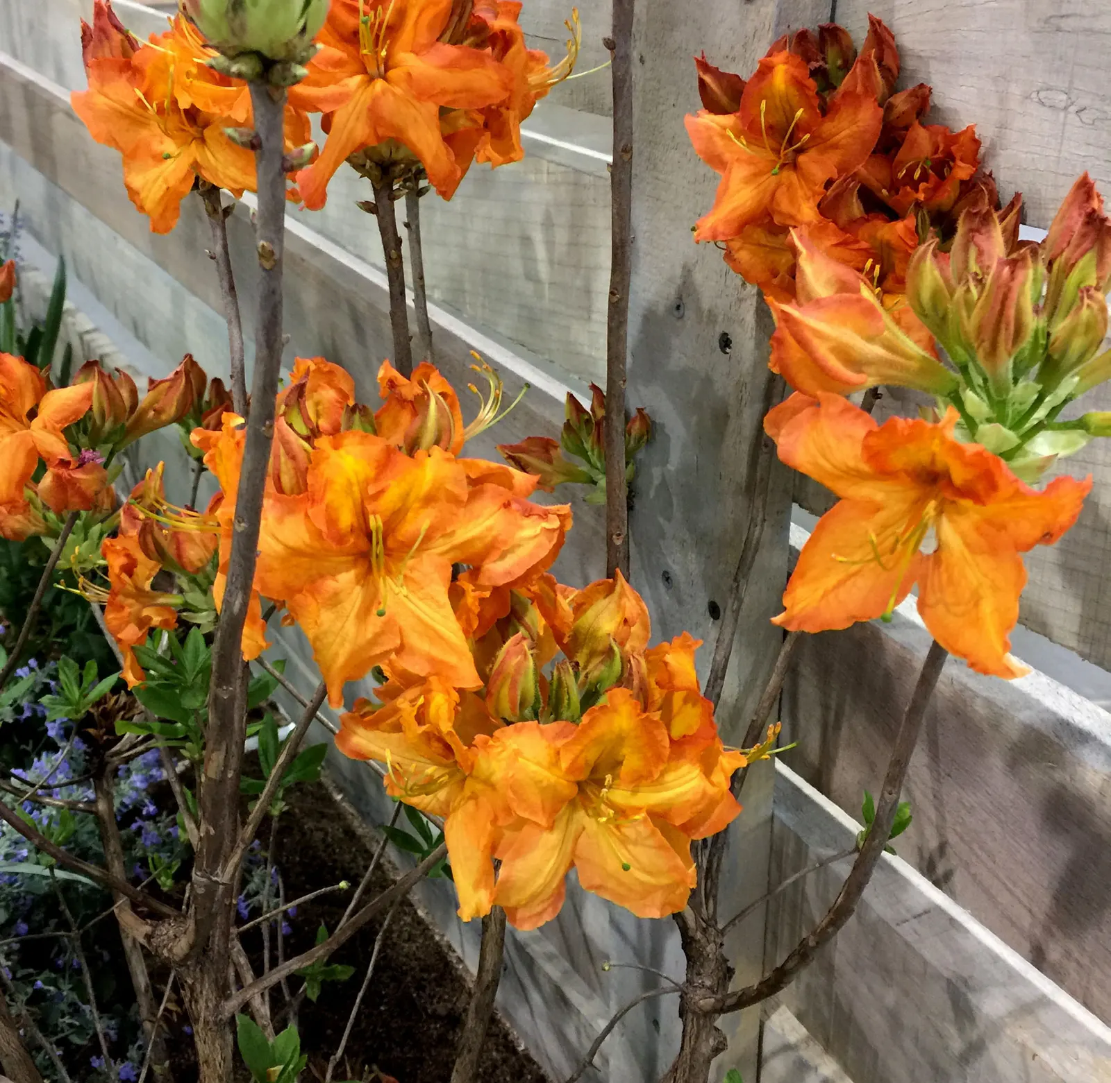 Azalea Gibralter (Azalea 'Gibralter') — It typically attains a mature height of 4 to 6 feet with a corresponding spread of 3 to 5 feet