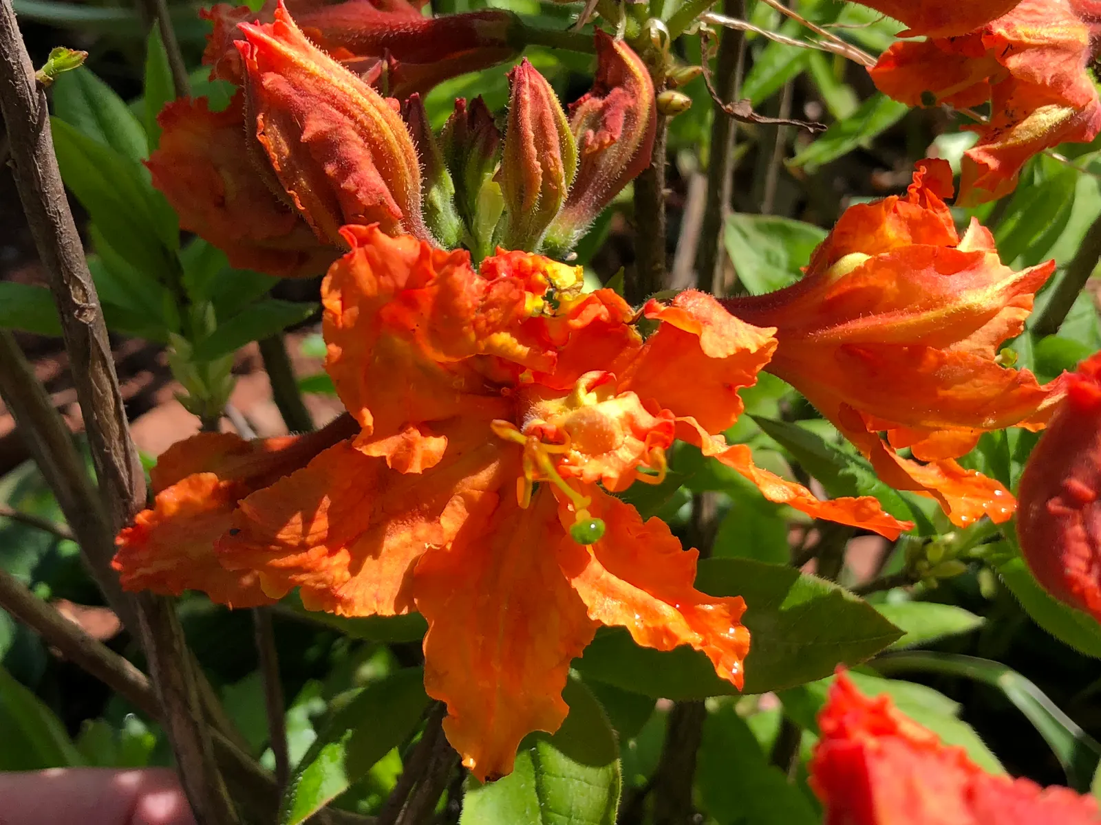 Azalea Gibralter (Azalea 'Gibralter') — including sufficient moisture