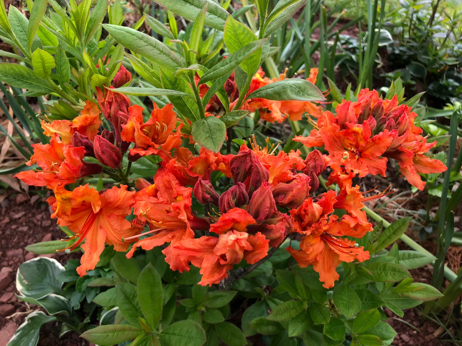Azalea Gibralter (Azalea 'Gibralter') — offering a striking pop of color and attracting pollinators