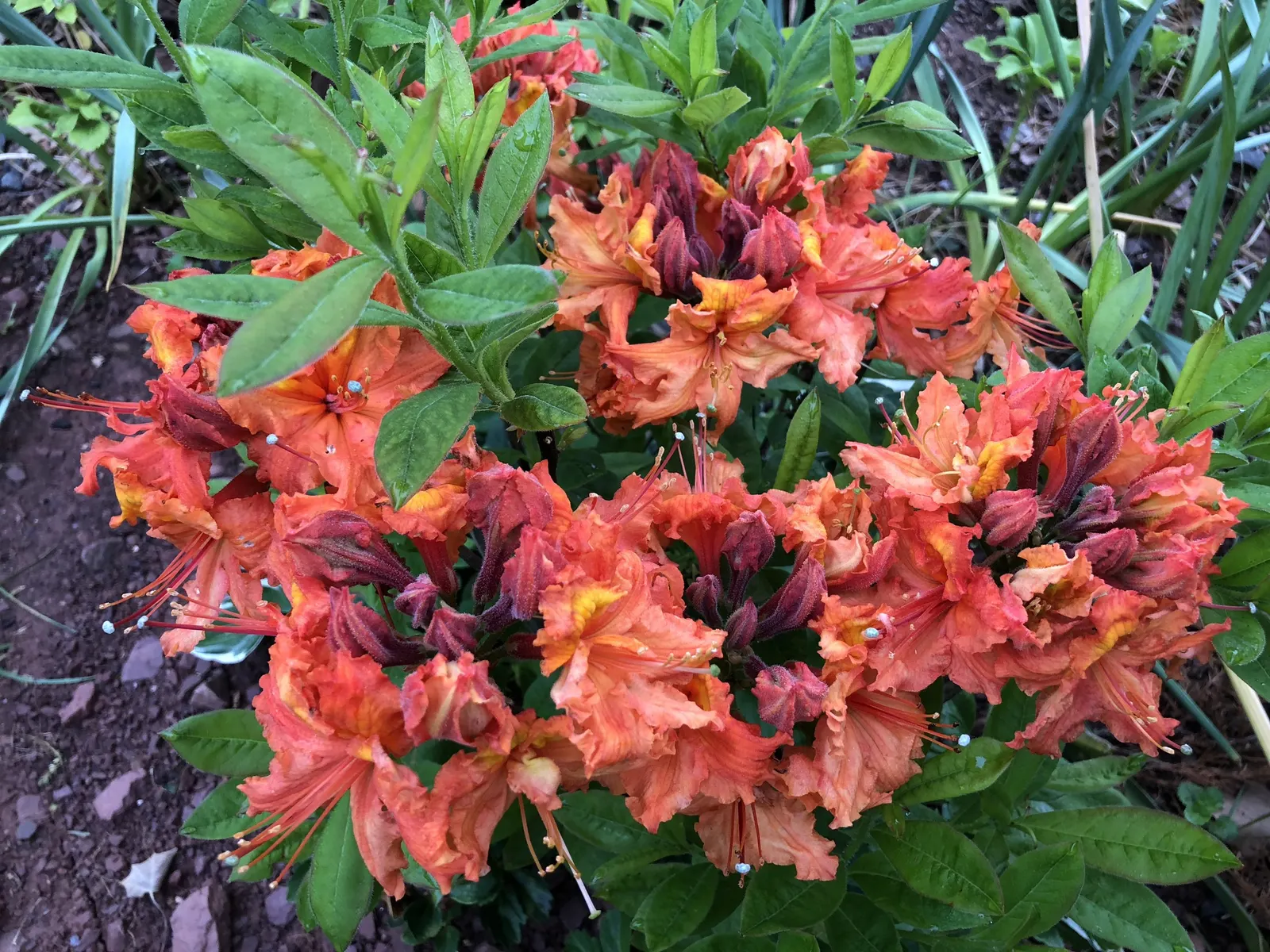 Azalea Gibralter (Azalea 'Gibralter') — is a deciduous azalea well-regarded for its striking orange flowers with a distinctive truss of ruffled