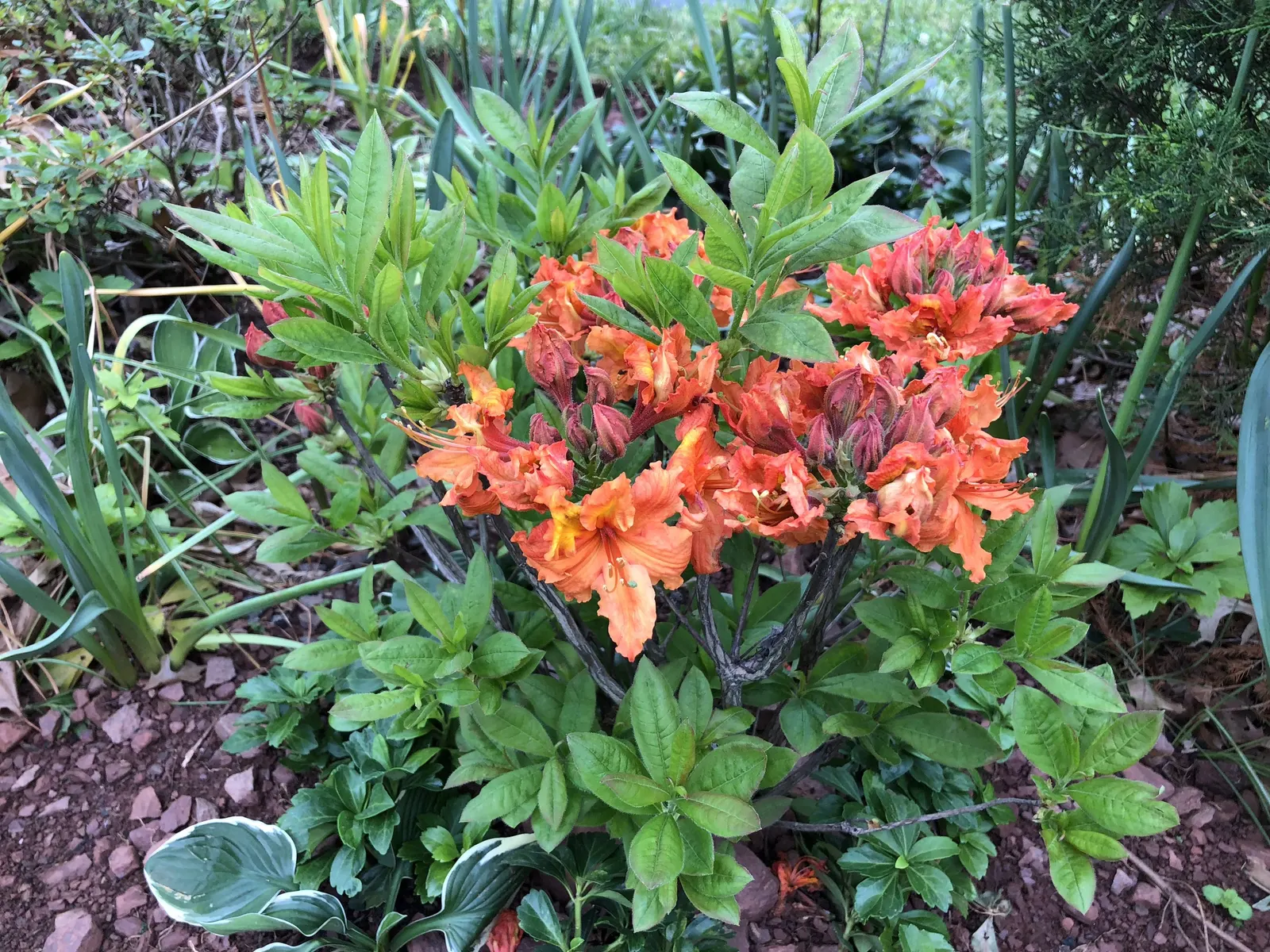 Azalea Gibralter (Azalea 'Gibralter') — Mulching is recommended to keep the shallow roots cool and conserve moisture