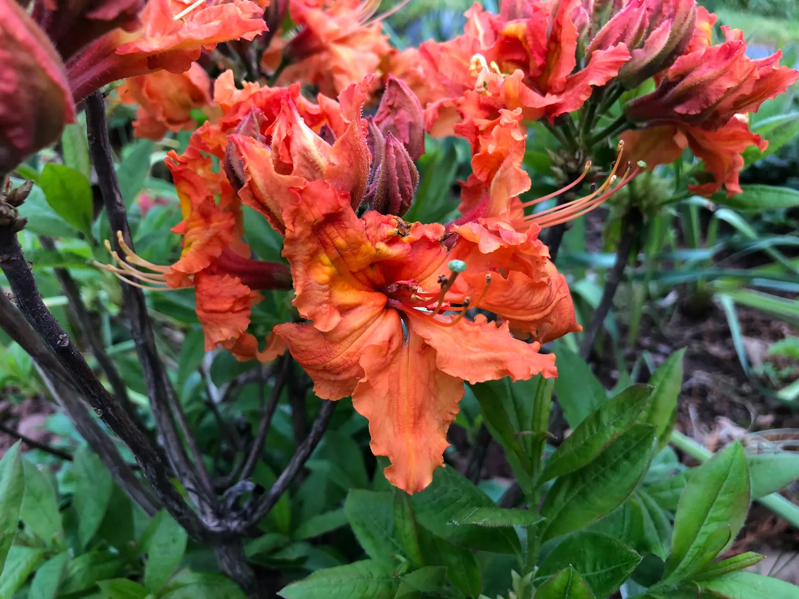 Azalea Gibralter (Azalea 'Gibralter') — Its striking blossoms and upright habit make it an excellent choice for mixed borders