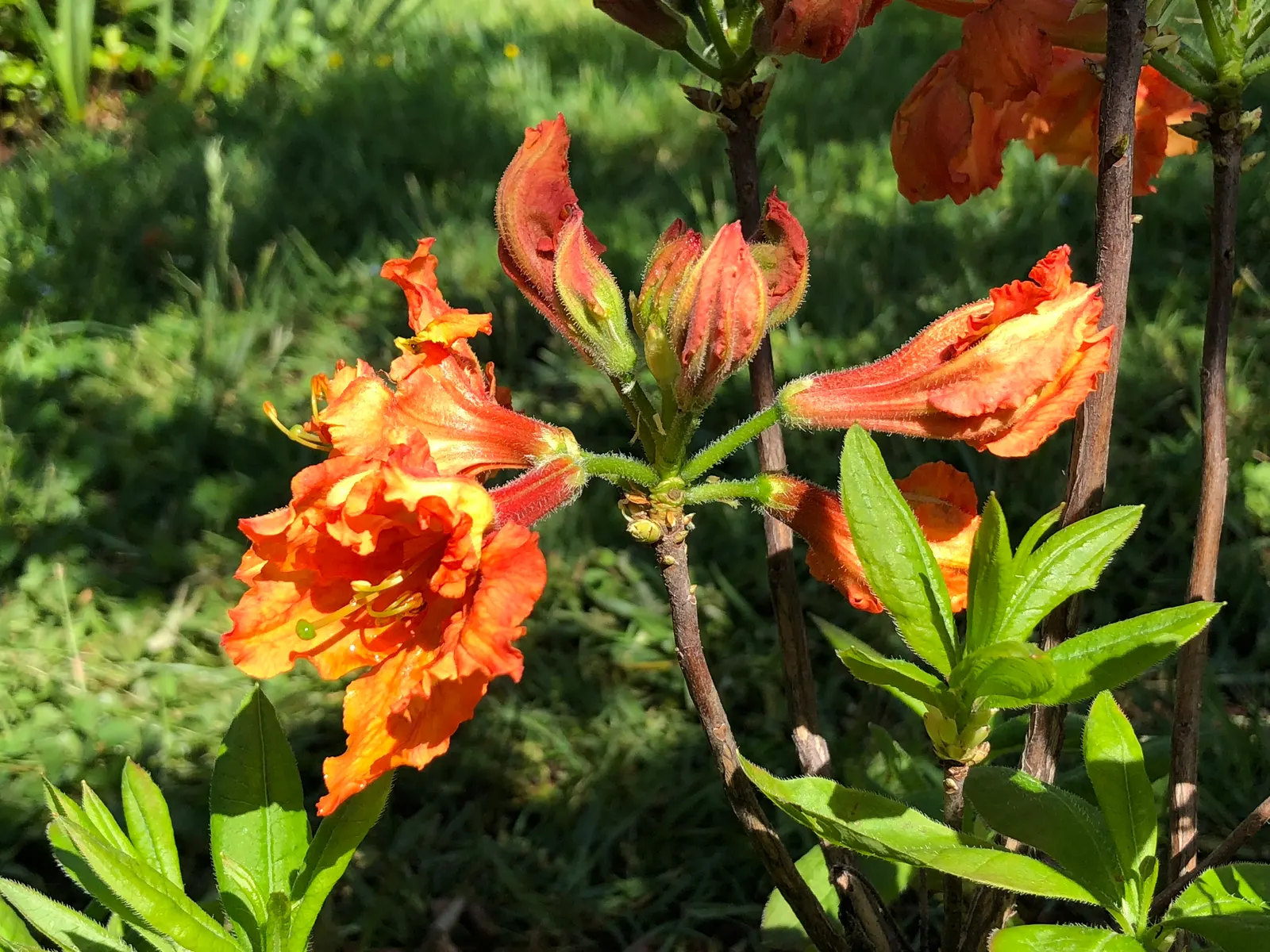 Azalea Gibralter (Azalea 'Gibralter') — especially in the heat of summer