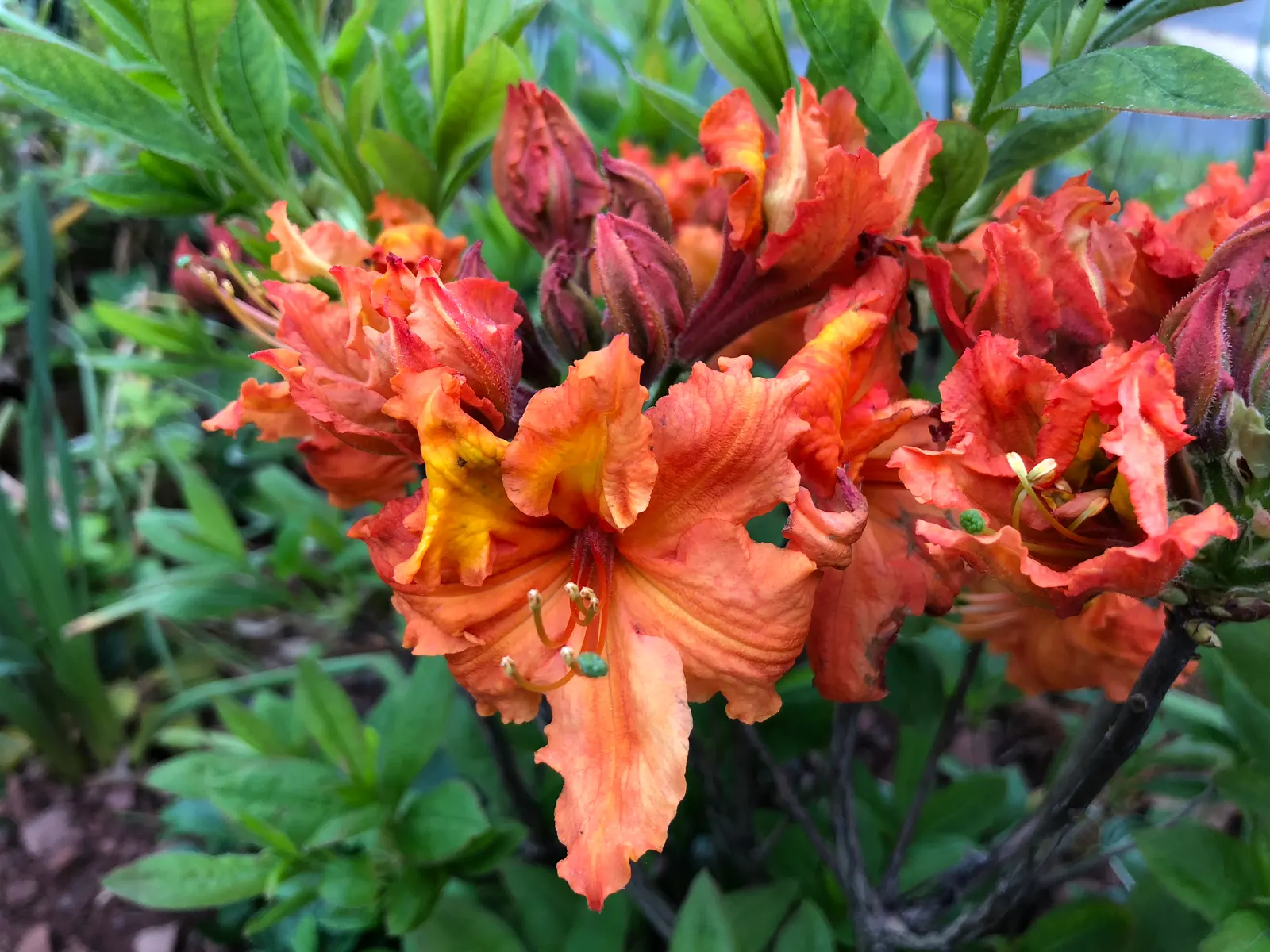 Azalea Gibralter (Azalea 'Gibralter') — this azalea thrives in moderately acidic