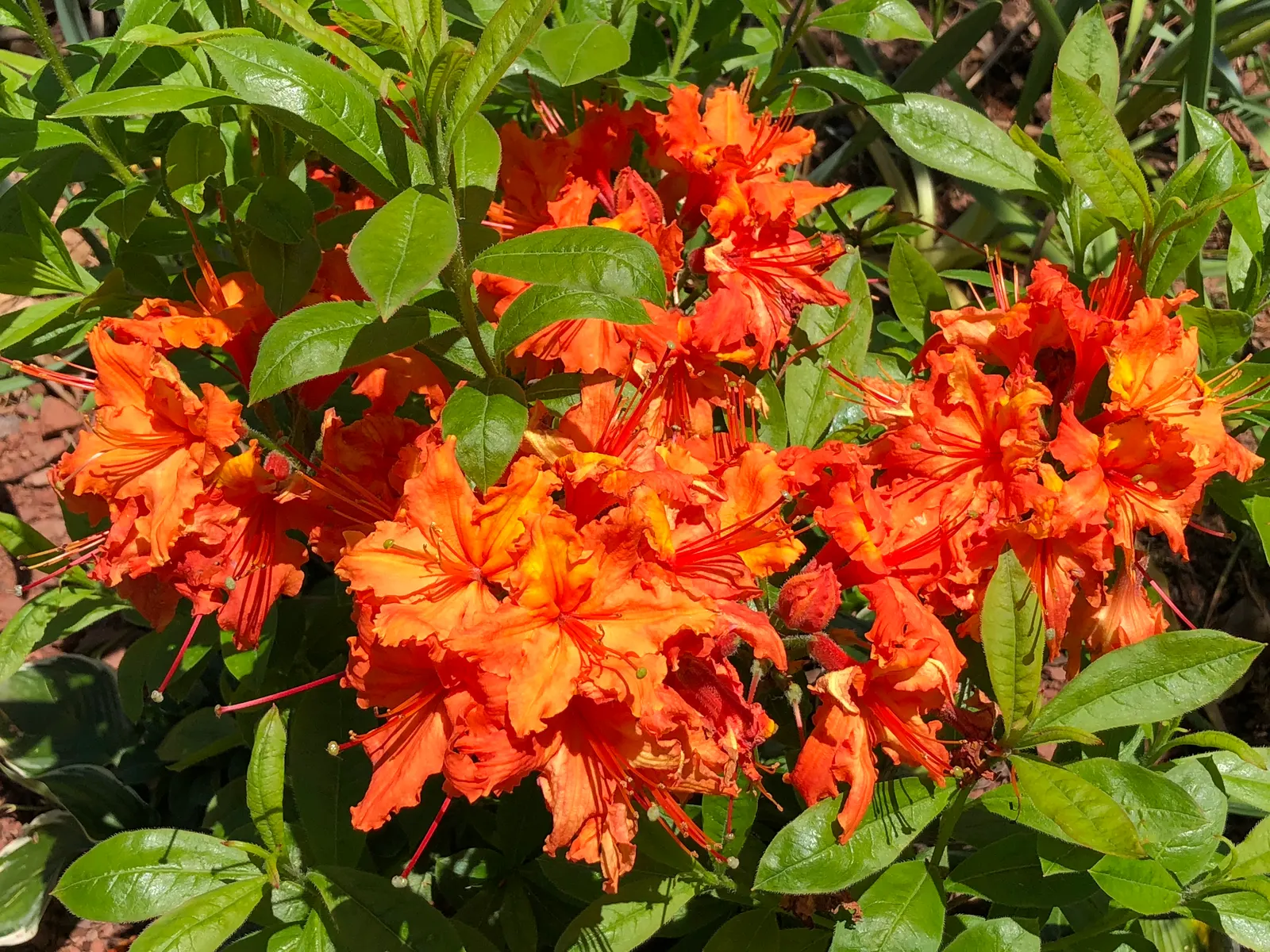 Azalea Gibralter (Azalea 'Gibralter') — preferring partial shade and acidic