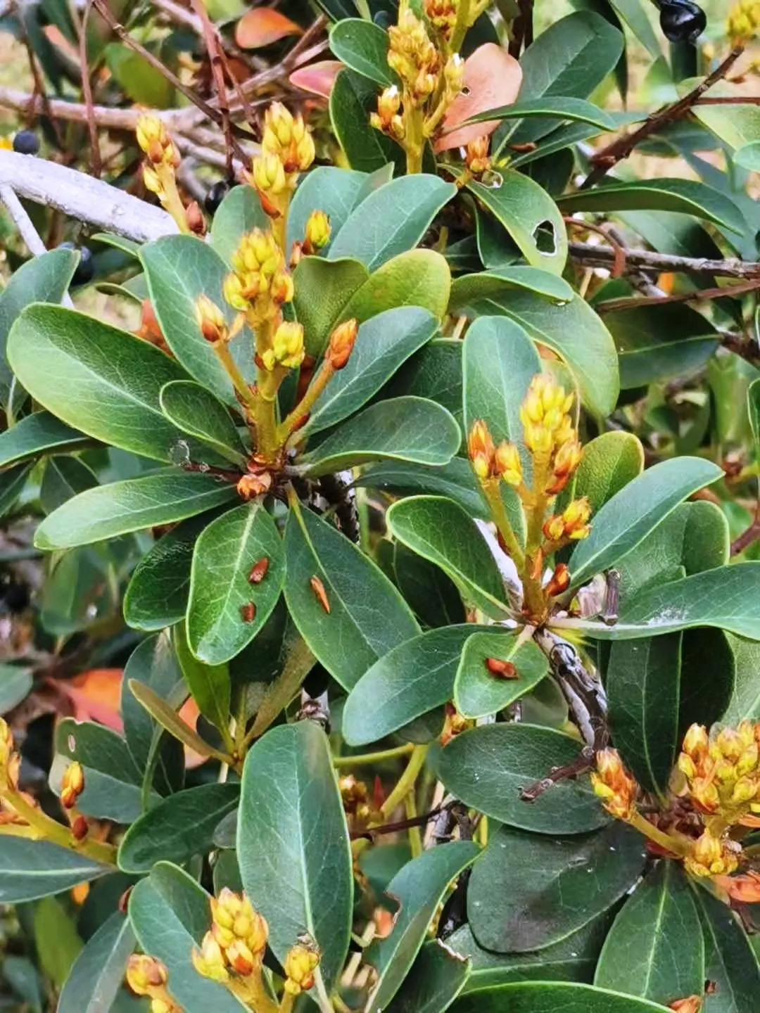 Yeddo Hawthorn (Rhaphiolepis Umbellata) — enhancing the ecological value of the landscape.<br><br>As the season progresses; deep green leaves are, image 82