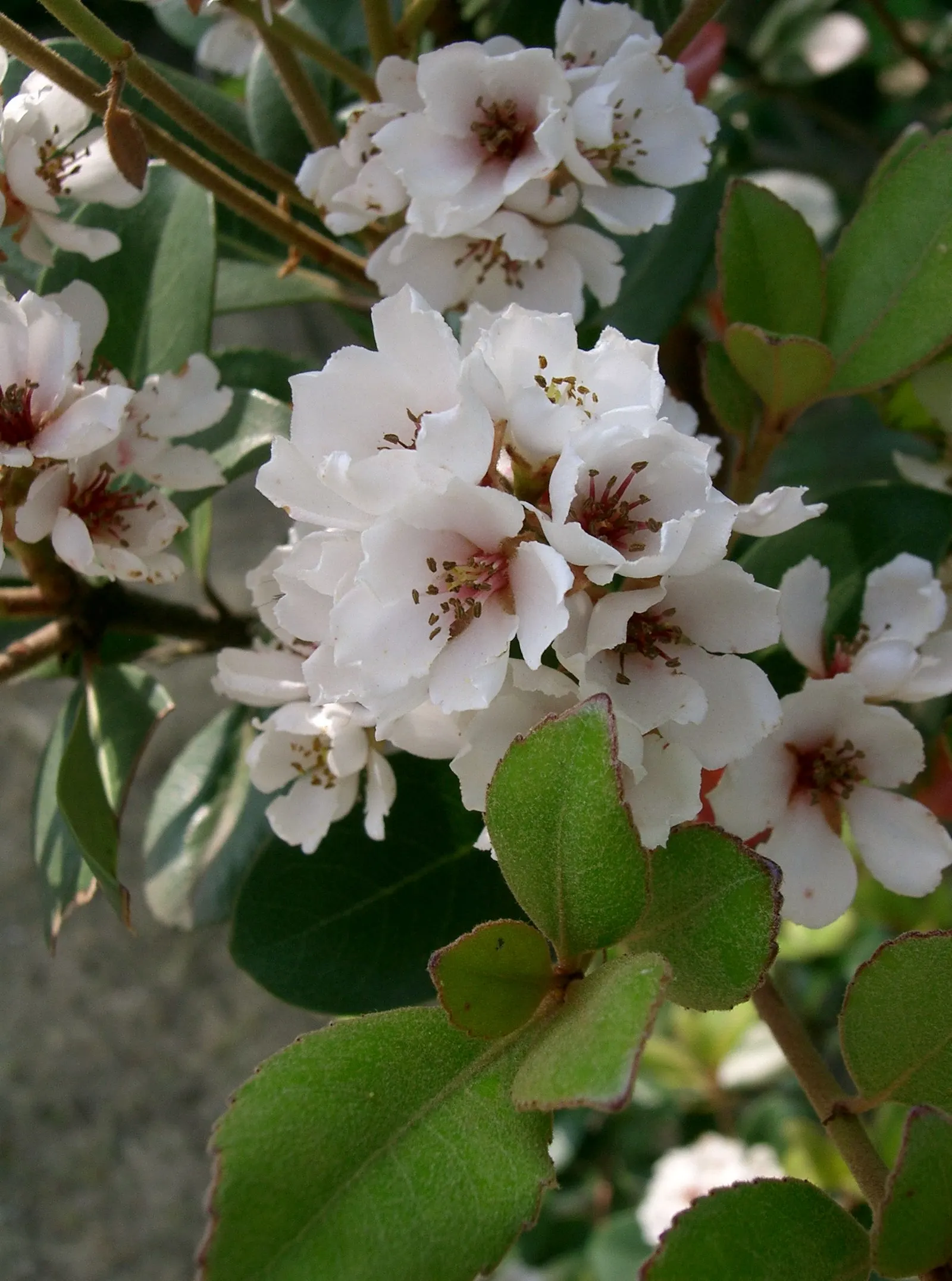 Yeddo Hawthorn (Rhaphiolepis Umbellata) — These attract butterflies and beneficial pollinators; which give way to dark blueberries, image 81