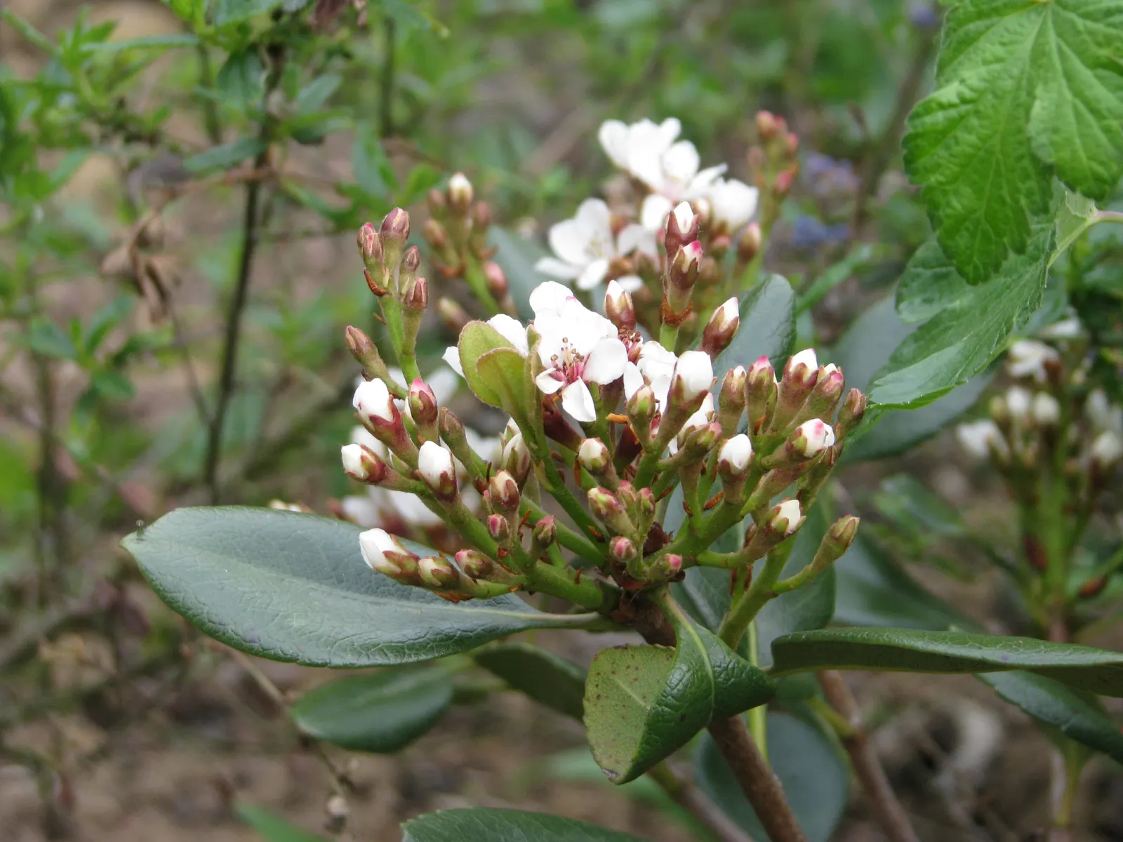 Yeddo Hawthorn (Rhaphiolepis Umbellata) — which give way to dark blueberries