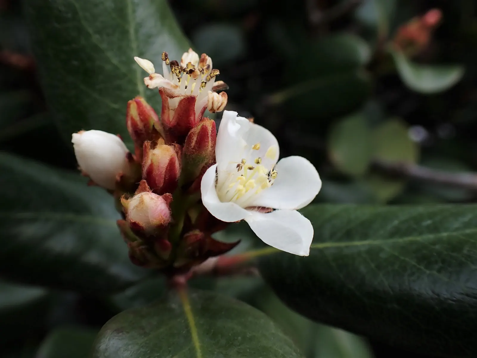 Yeddo Hawthorn (Rhaphiolepis Umbellata) — the flowers give way to dark blue to black berries that are cherished by birds