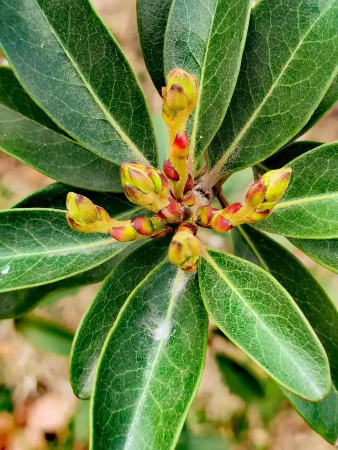 Yeddo Hawthorn (Rhaphiolepis Umbellata) — each about 1 to 2 inches in diameter; while it tolerates drought once established