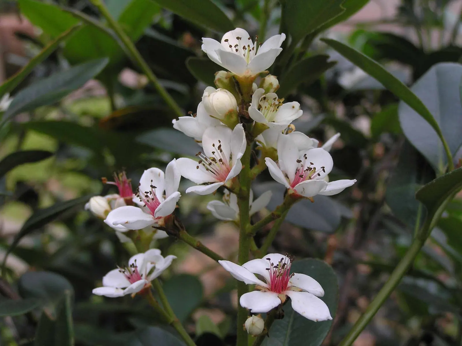 Yeddo Hawthorn (Rhaphiolepis Umbellata) — This shrub thrives in USDA Hardiness Zones 7 through 11