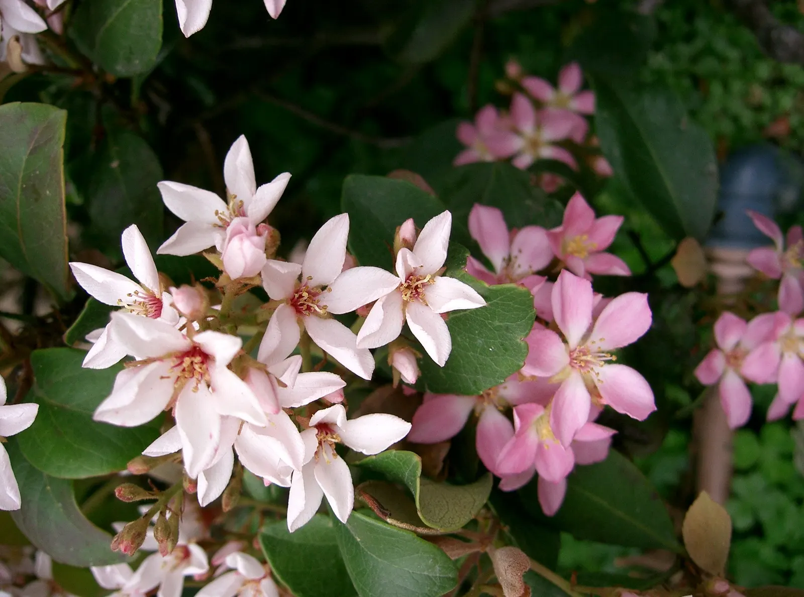 Yeddo Hawthorn (Rhaphiolepis Umbellata) — shrub with white blooms
