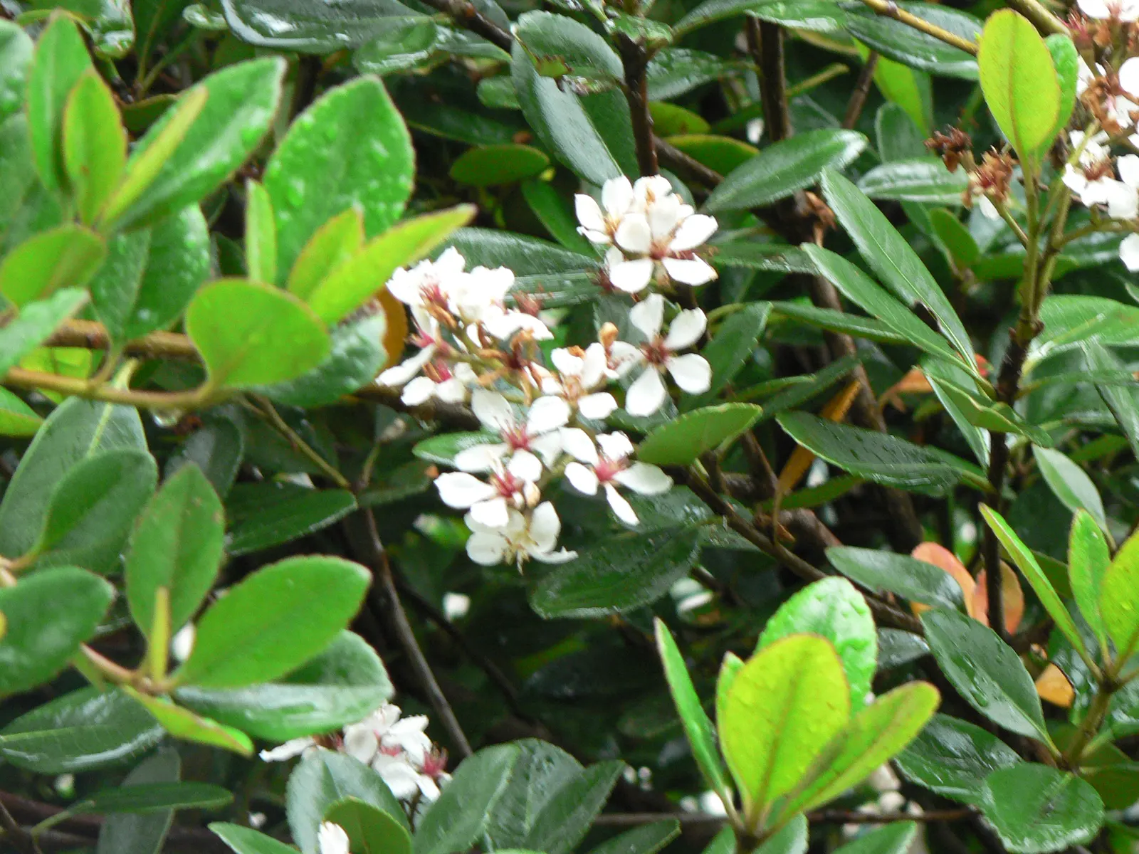 Yeddo Hawthorn (Rhaphiolepis Umbellata) — the flowers give way to dark blue to black berries that are cherished by birds; enhancing the ecological, image 83