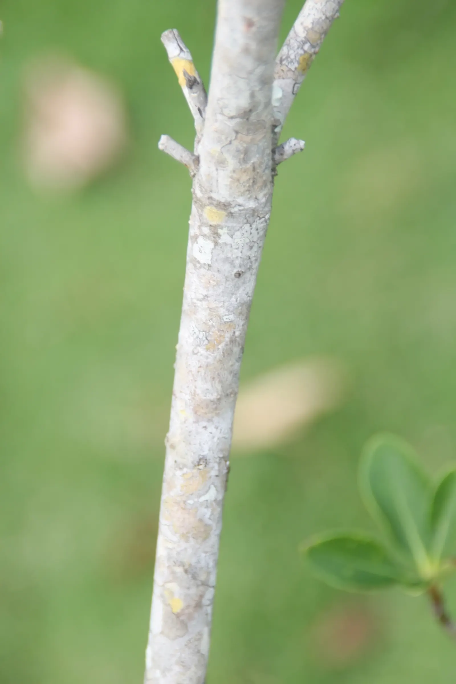 Yeddo Hawthorn (Rhaphiolepis Umbellata) — Reaching mature sizes of 4 to 6 feet in height and similar spreads; white to light pink flowers in spring, image 72