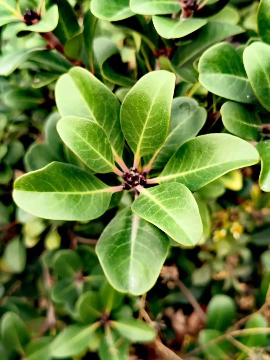 Yeddo Hawthorn (Rhaphiolepis Umbellata) — In late spring to early summer; is an elegant evergreen shrub that brings structure and beauty to any landscape
