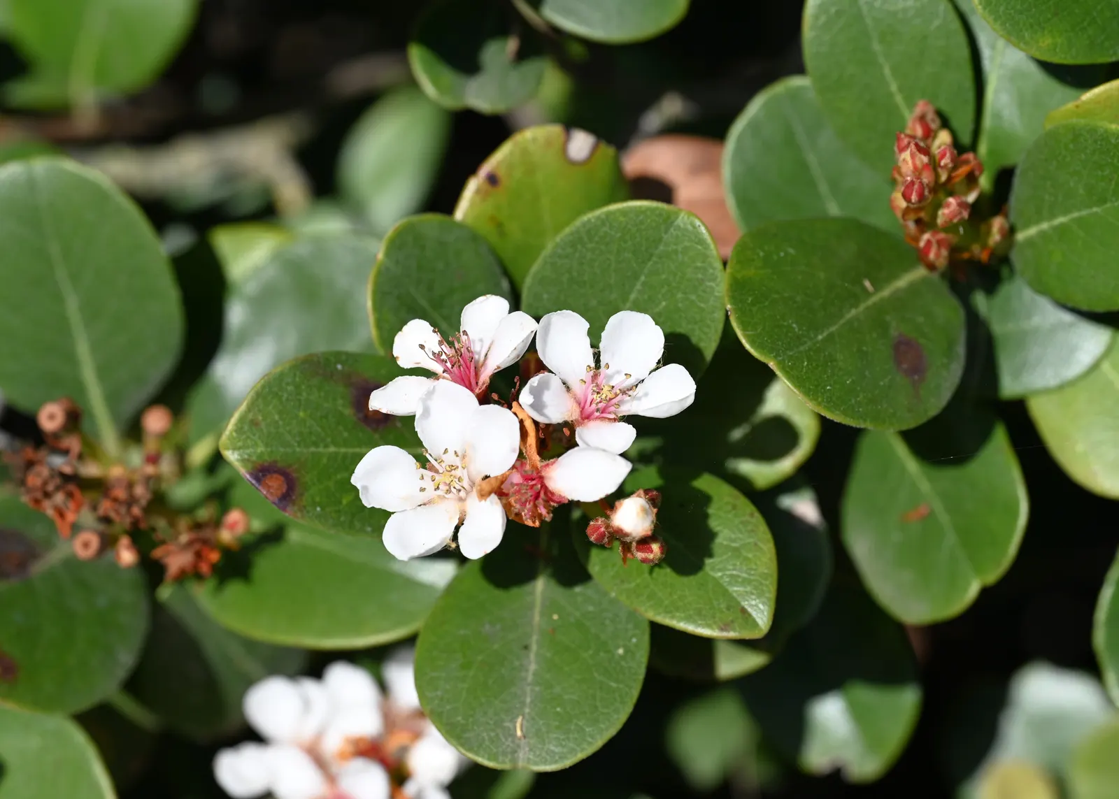 Yeddo Hawthorn (Rhaphiolepis Umbellata) — deep green leaves are oblong and can attain lengths of up to 3 inches; making it a durable and resilient choice for