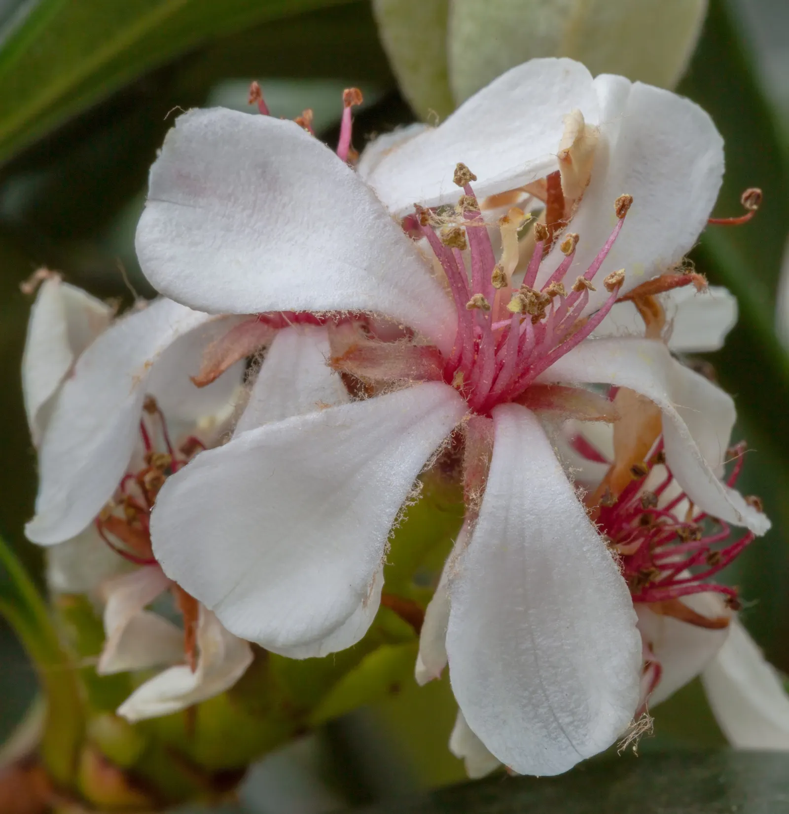 Yeddo Hawthorn (Rhaphiolepis Umbellata) — is an elegant evergreen shrub that brings structure and beauty to any landscape