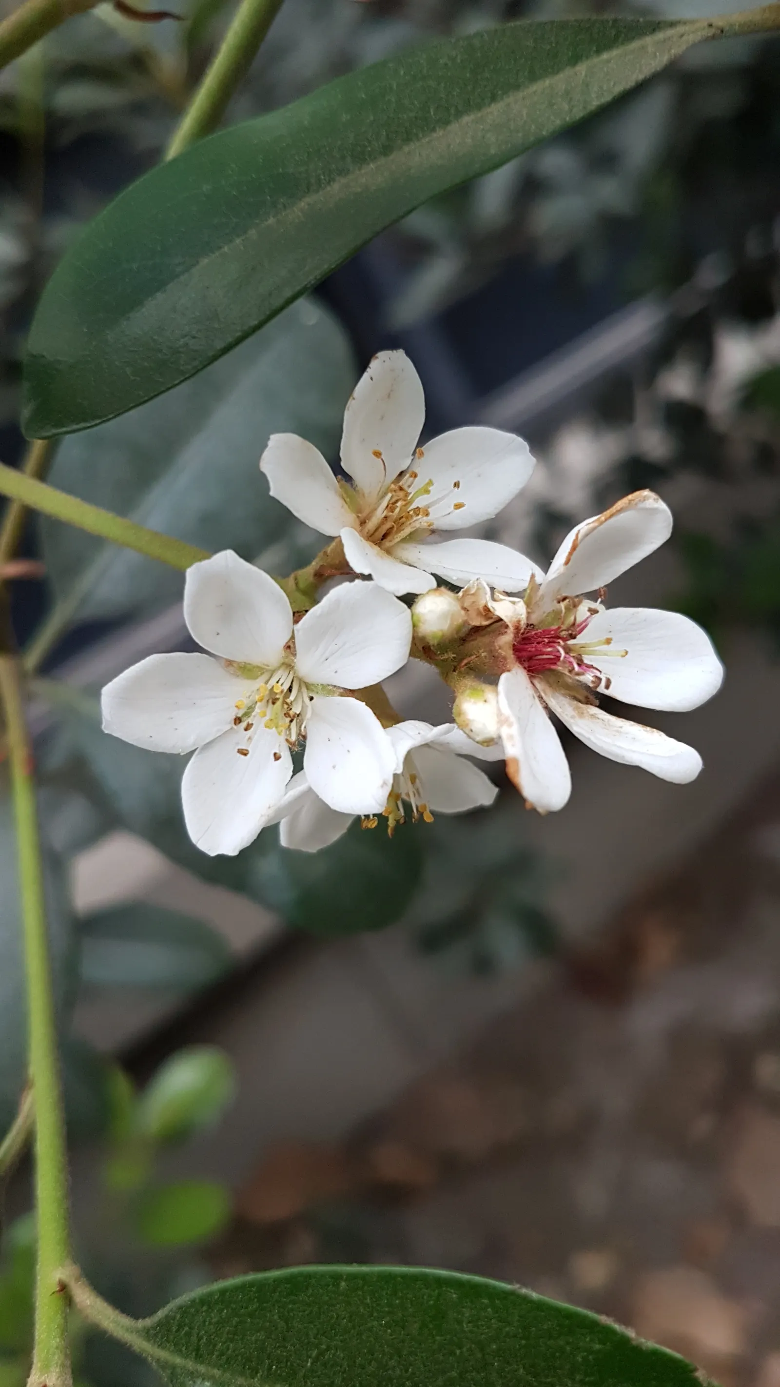 Yeddo Hawthorn (Rhaphiolepis Umbellata) — enhancing the ecological value of the landscape.<br><br>As the season progresses; deep green leaves are oblong and