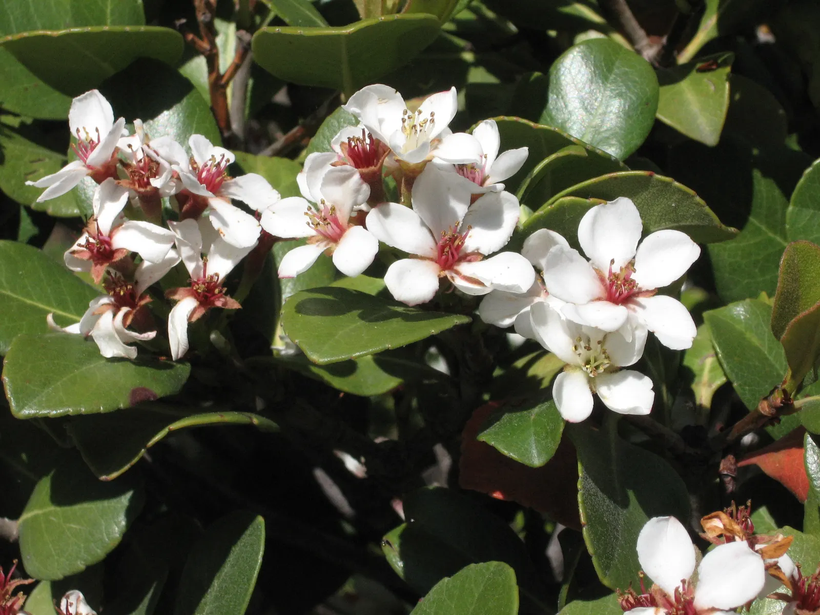 Yeddo Hawthorn (Rhaphiolepis Umbellata) — shrub for full or half; ensuring it fits seamlessly into your designed landscape, image 93