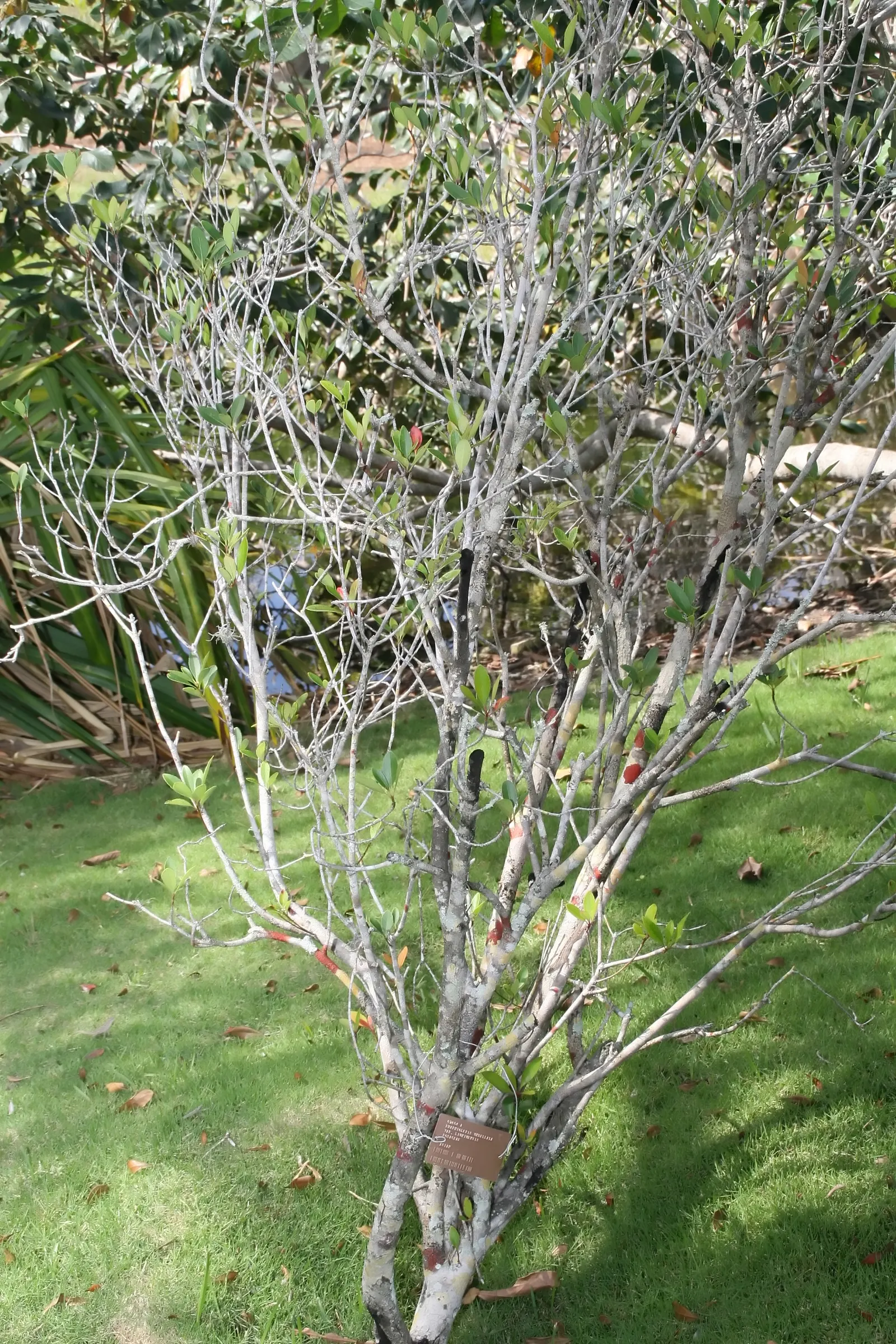 Yeddo Hawthorn (Rhaphiolepis Umbellata) — The plant is relatively low maintenance, requiring well-drained soil and full to partial sun exposure, image 84