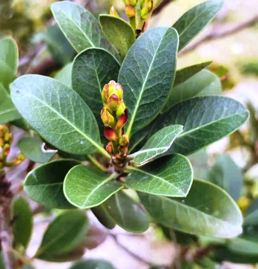 Yeddo Hawthorn (Rhaphiolepis Umbellata) — which give way to dark blueberries; it thrives in full sun to partial shade and is drought-tolerant once established