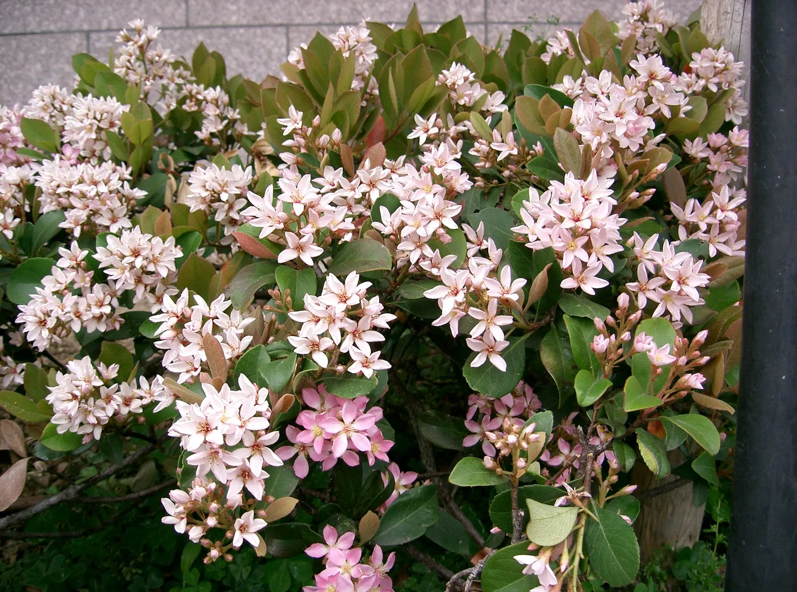 Yeddo Hawthorn (Rhaphiolepis Umbellata) — it thrives in full sun to partial shade and is drought-tolerant once established; the plant is relatively, image 70