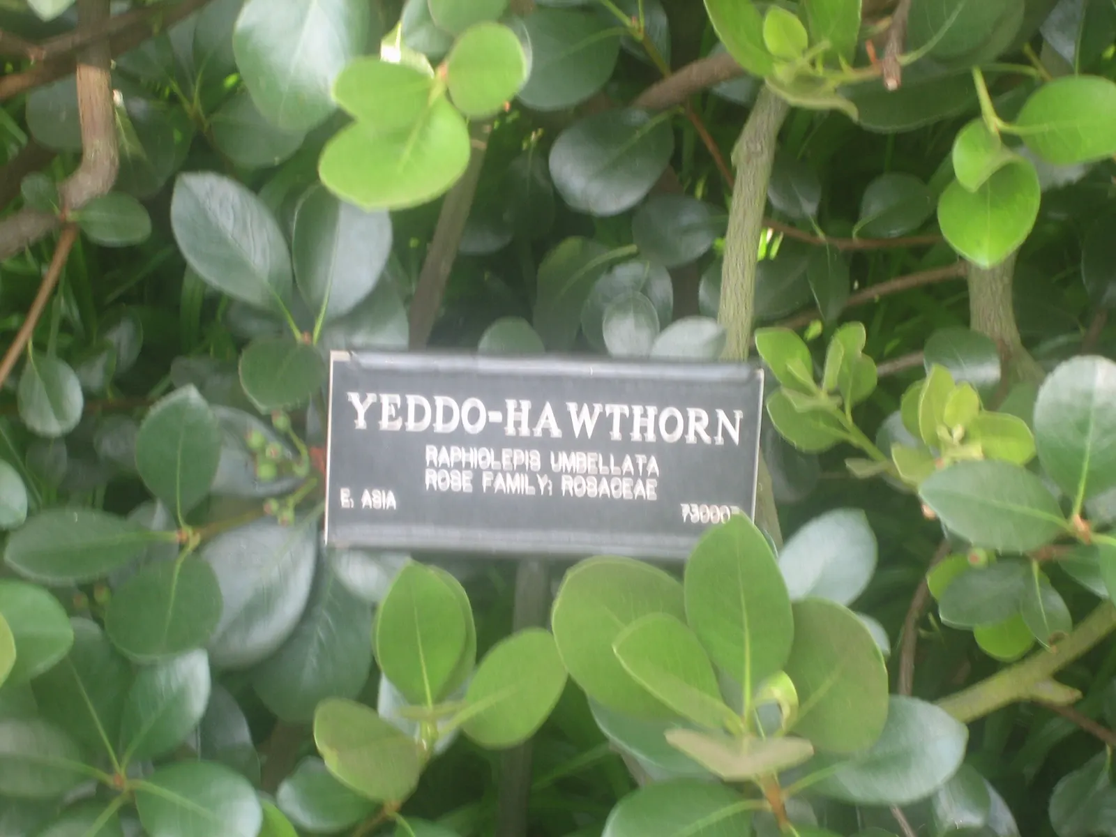 Yeddo Hawthorn (Rhaphiolepis Umbellata) — The plant is relatively low maintenance, requiring well-drained soil and full to partial sun exposure; its moderate