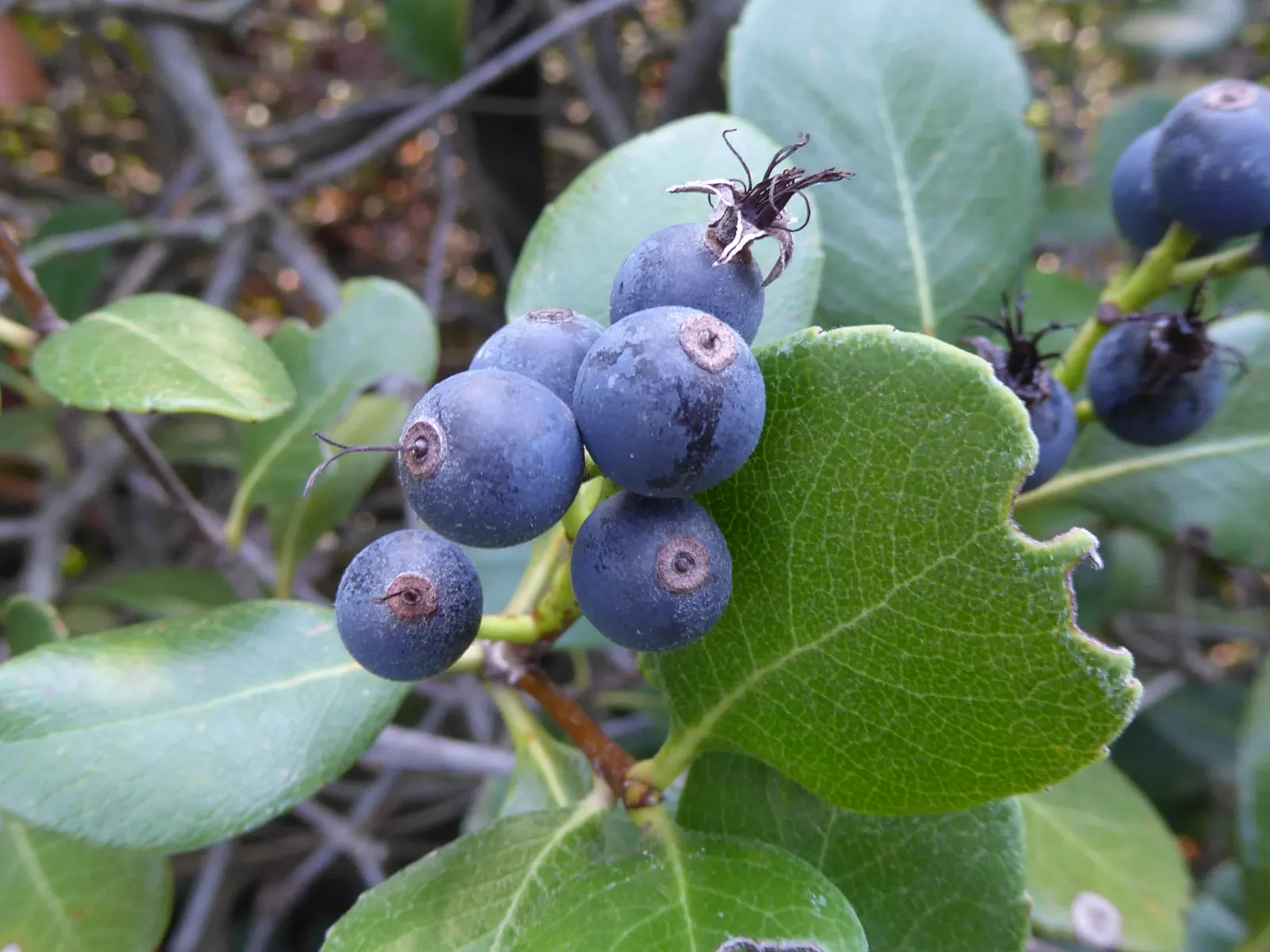 Yeddo Hawthorn (Rhaphiolepis Umbellata) — Yeddo Hawthorn (Rhaphiolepis umbellata) is an evergreen shrub; dark green foliage and clusters of fragrant, image 63